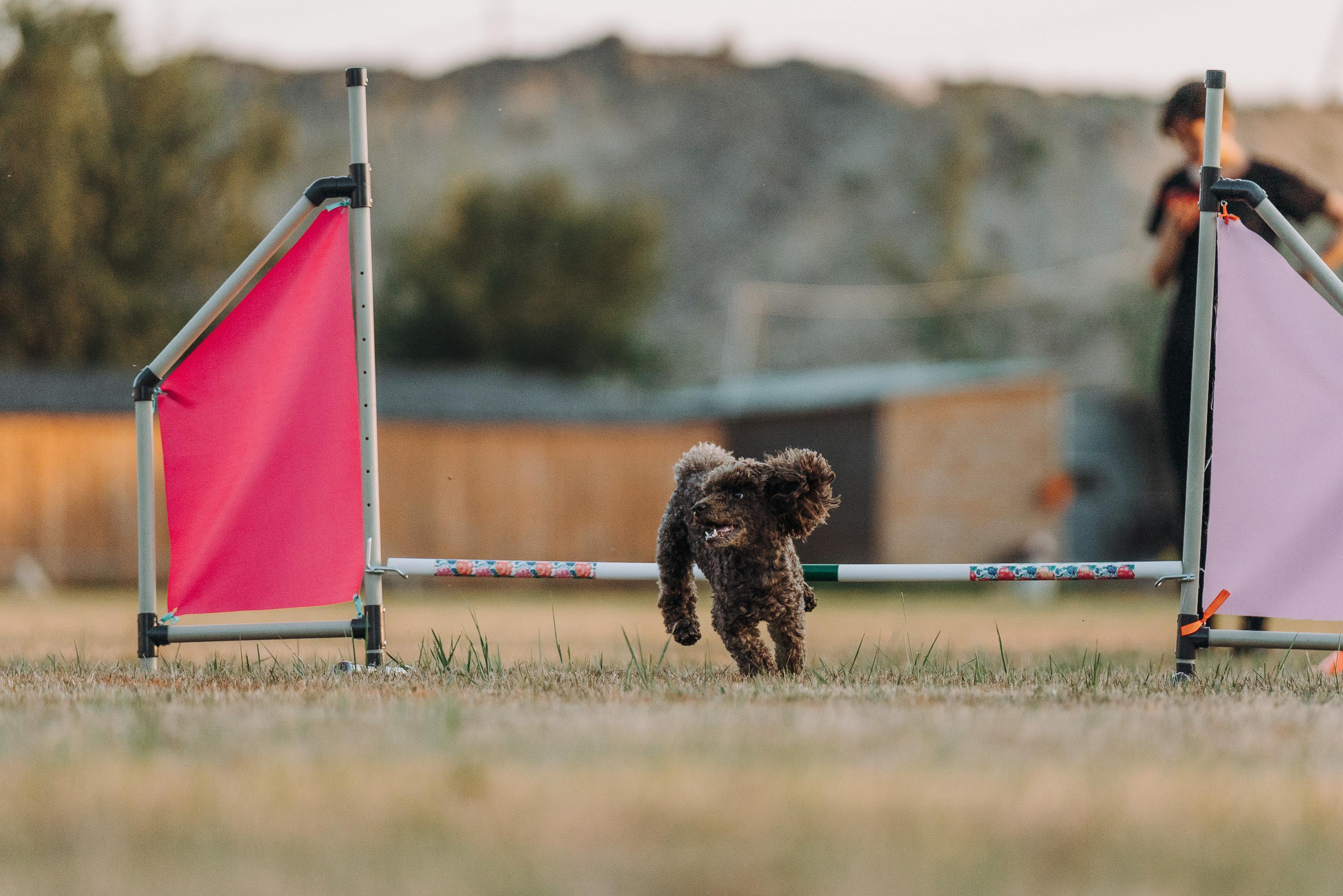 Фрисби игры UpDog. Фотограф анималист Осипчикова Мария