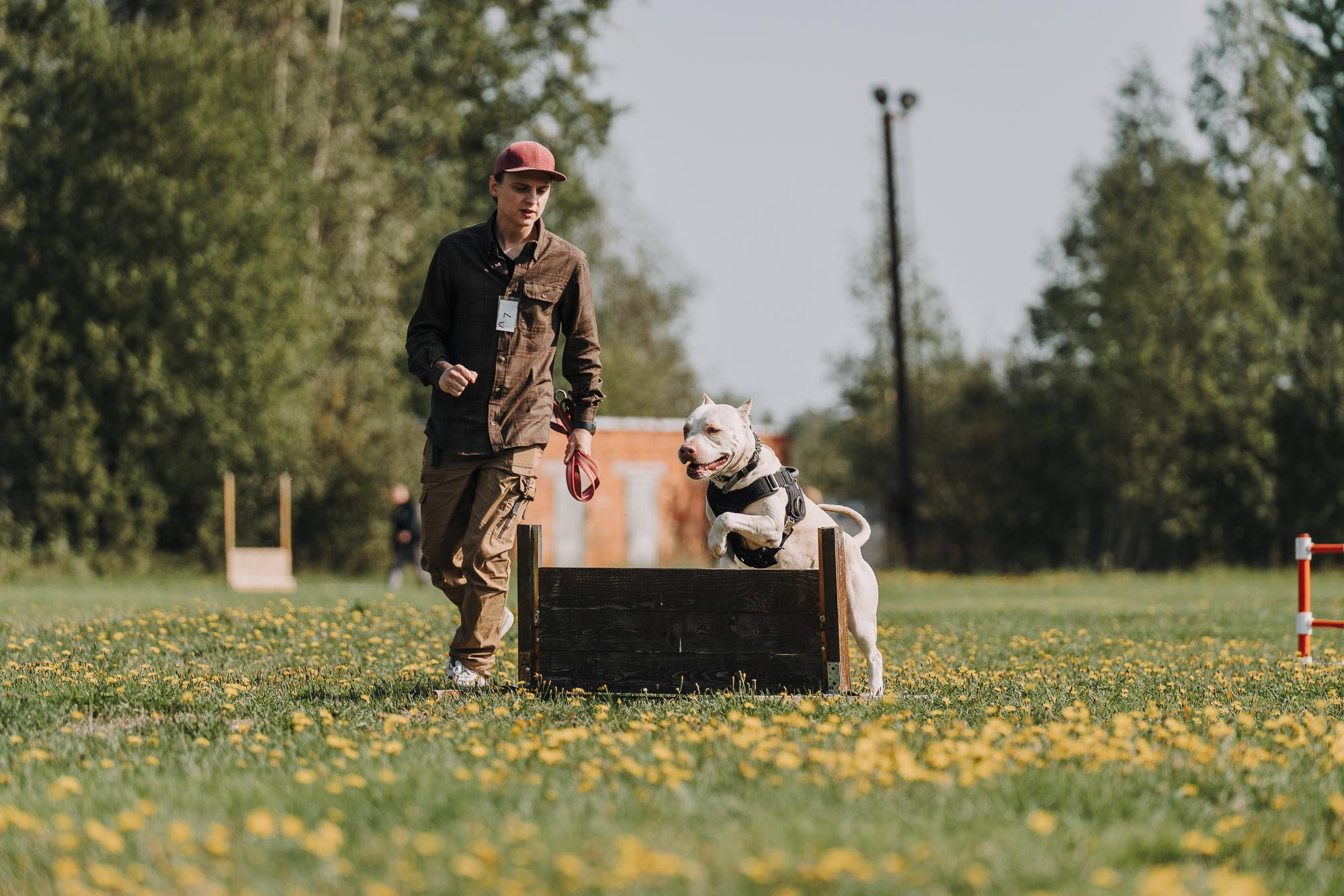 День пита и стаффа. Фотограф анималист Осипчикова Мария
