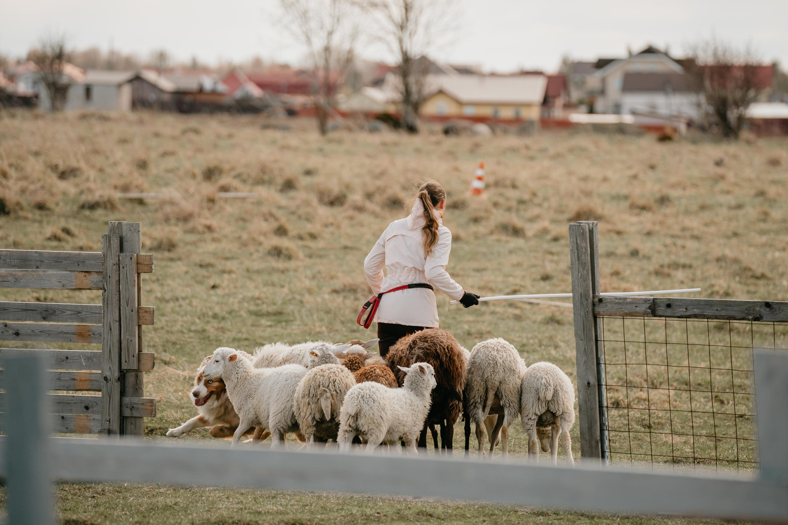 Пастушья служба. Фотограф анималист Осипчикова Мария