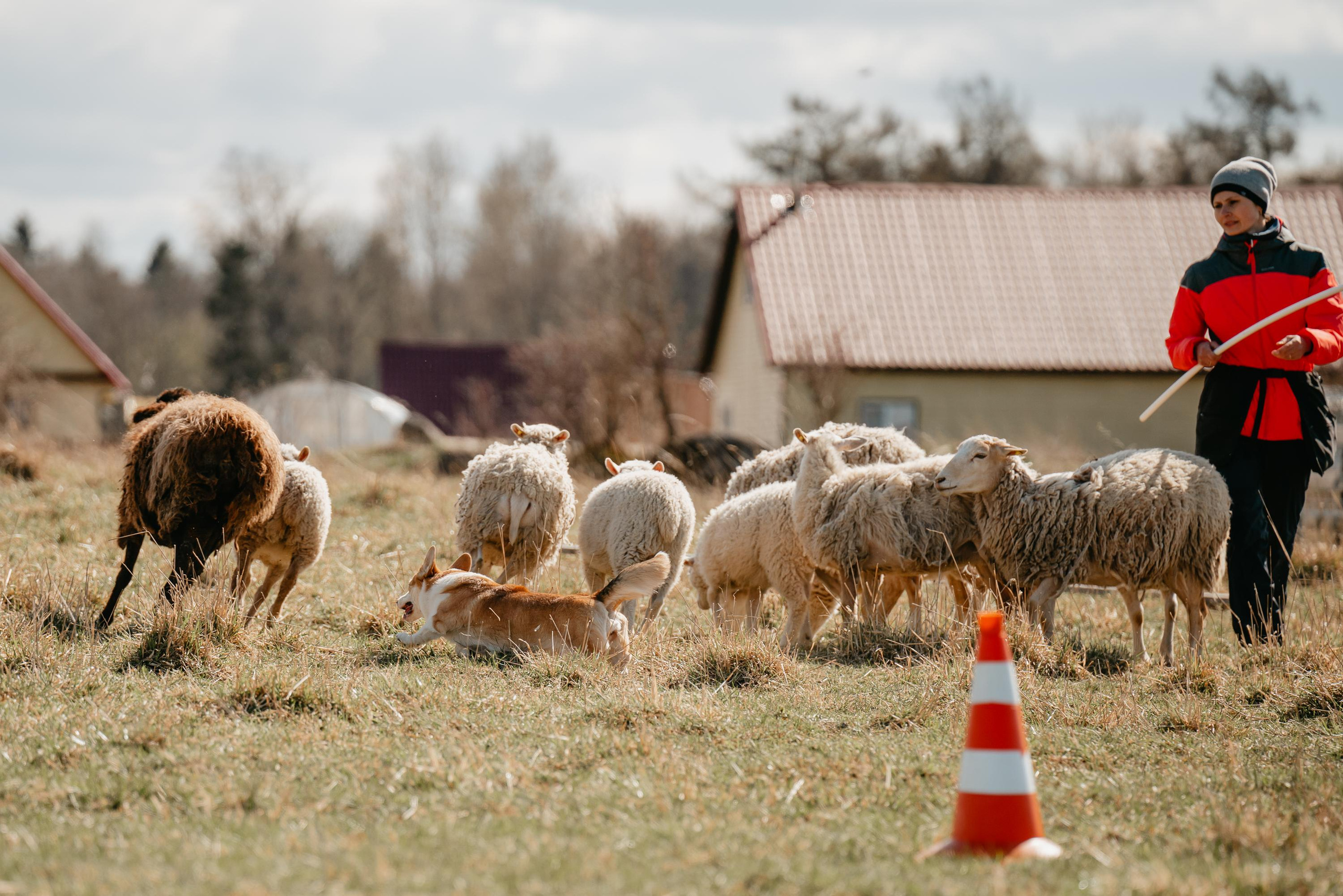 Пастушья служба. Фотограф анималист Осипчикова Мария