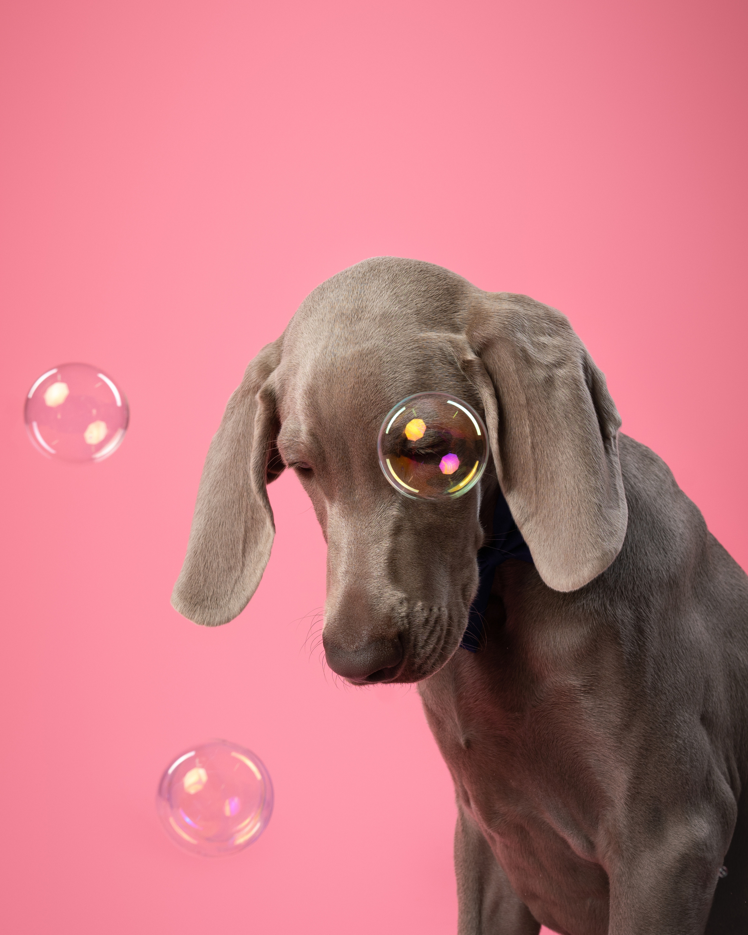 Веймаранер Элай. Фотограф анималист Осипчикова Мария