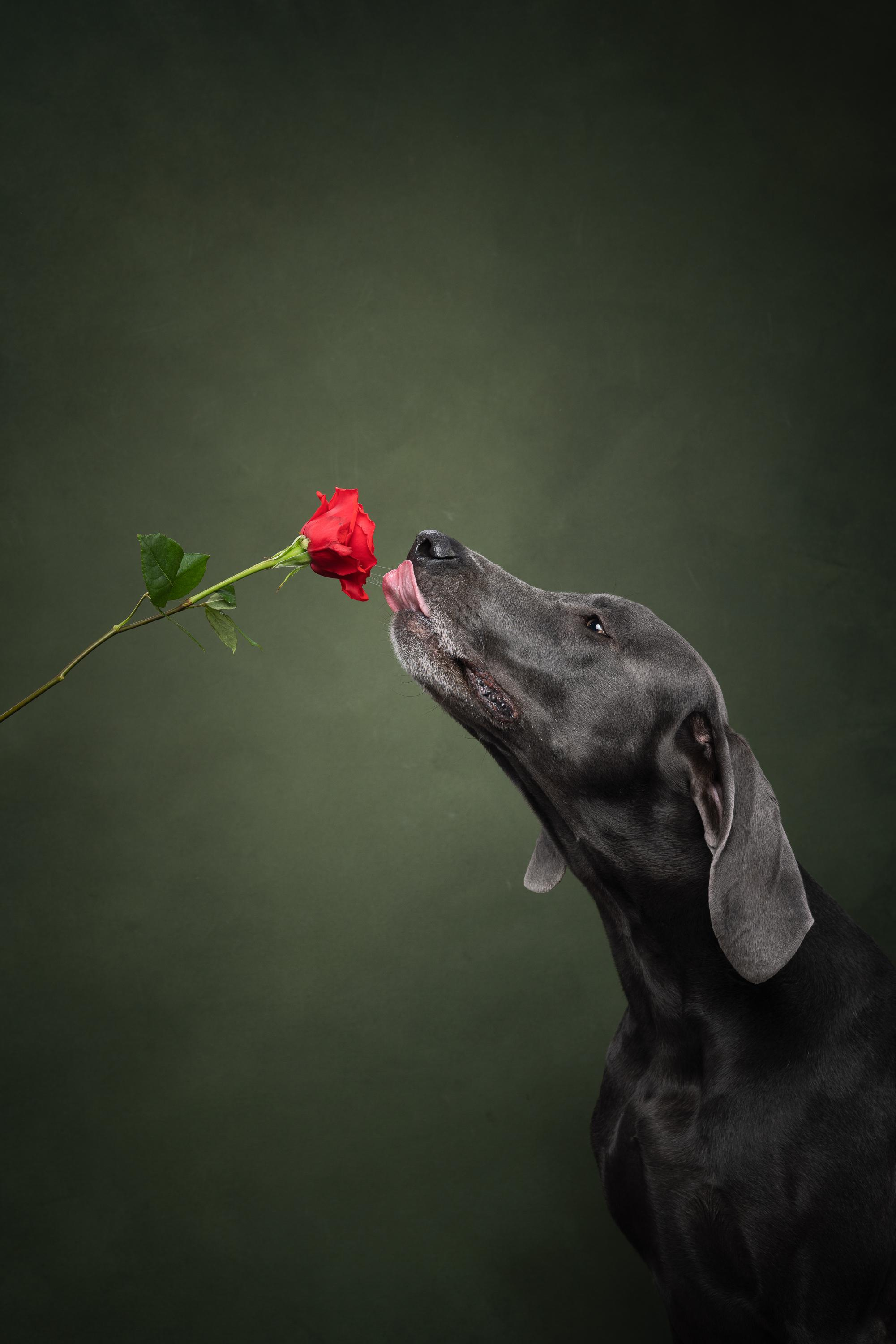 Веймаранер Рон. Фотограф анималист Осипчикова Мария