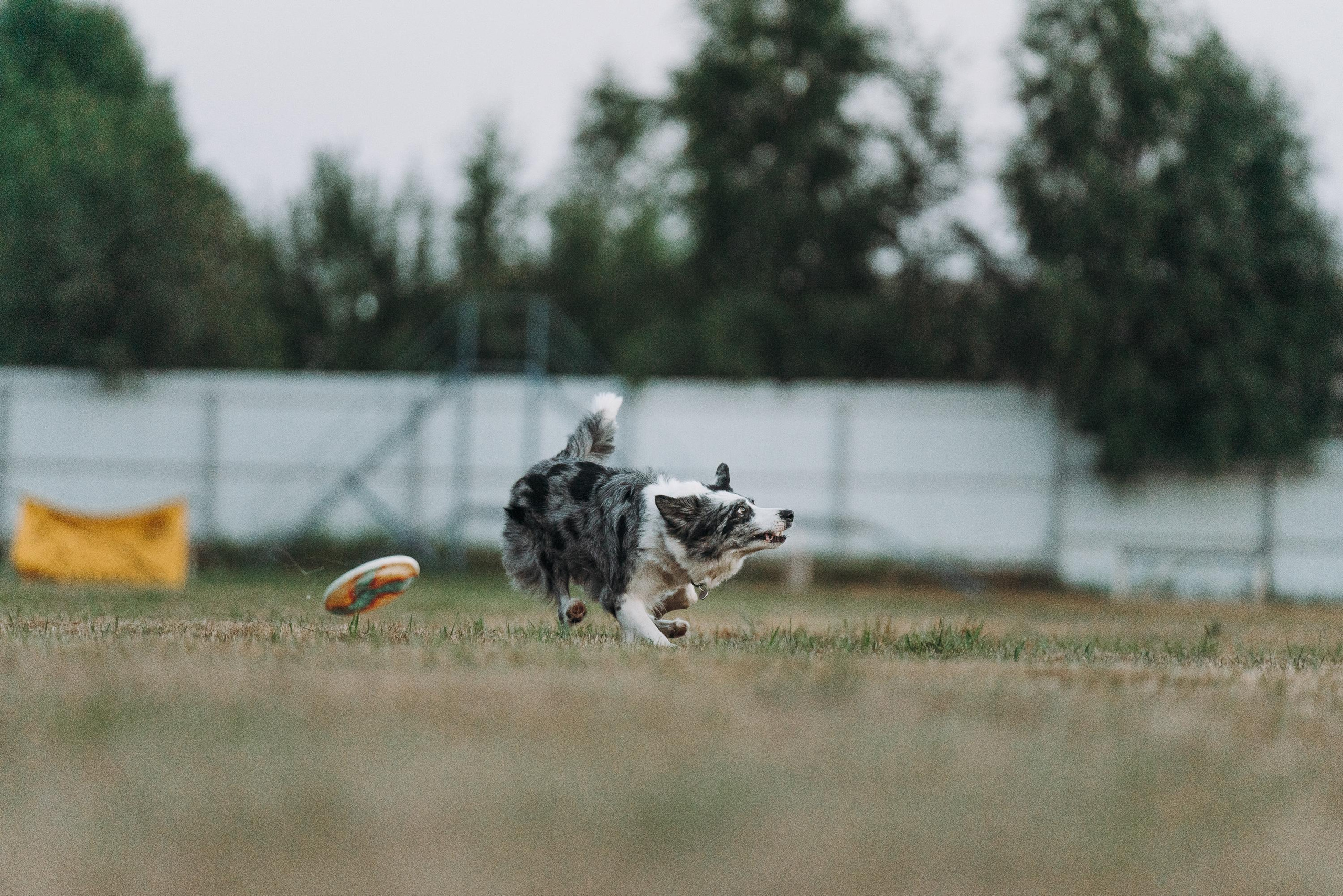 Фрисби игры UpDog. Фотограф анималист Осипчикова Мария