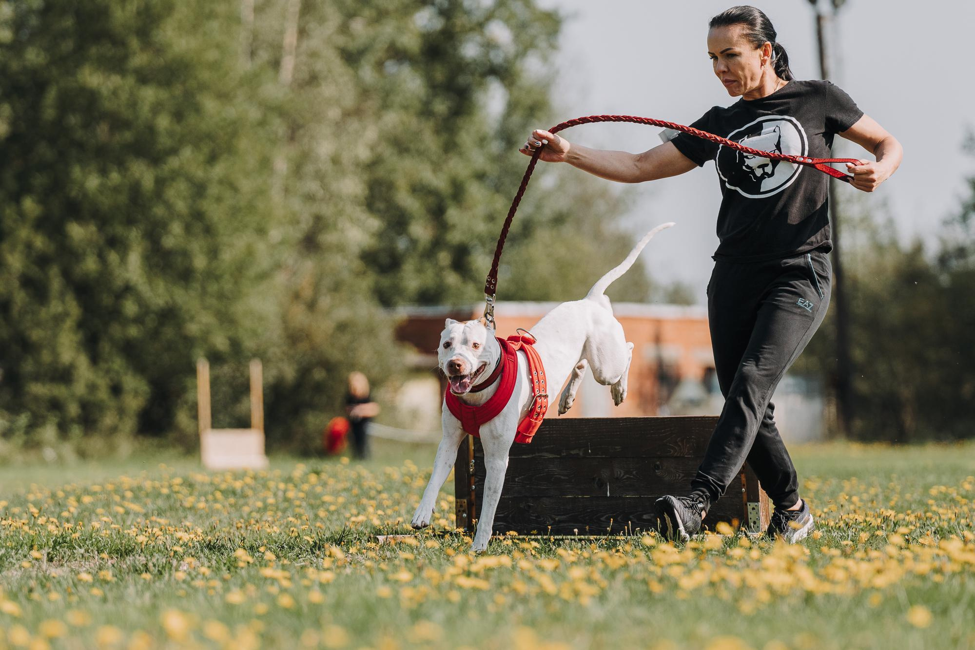 День пита и стаффа. Фотограф анималист Осипчикова Мария