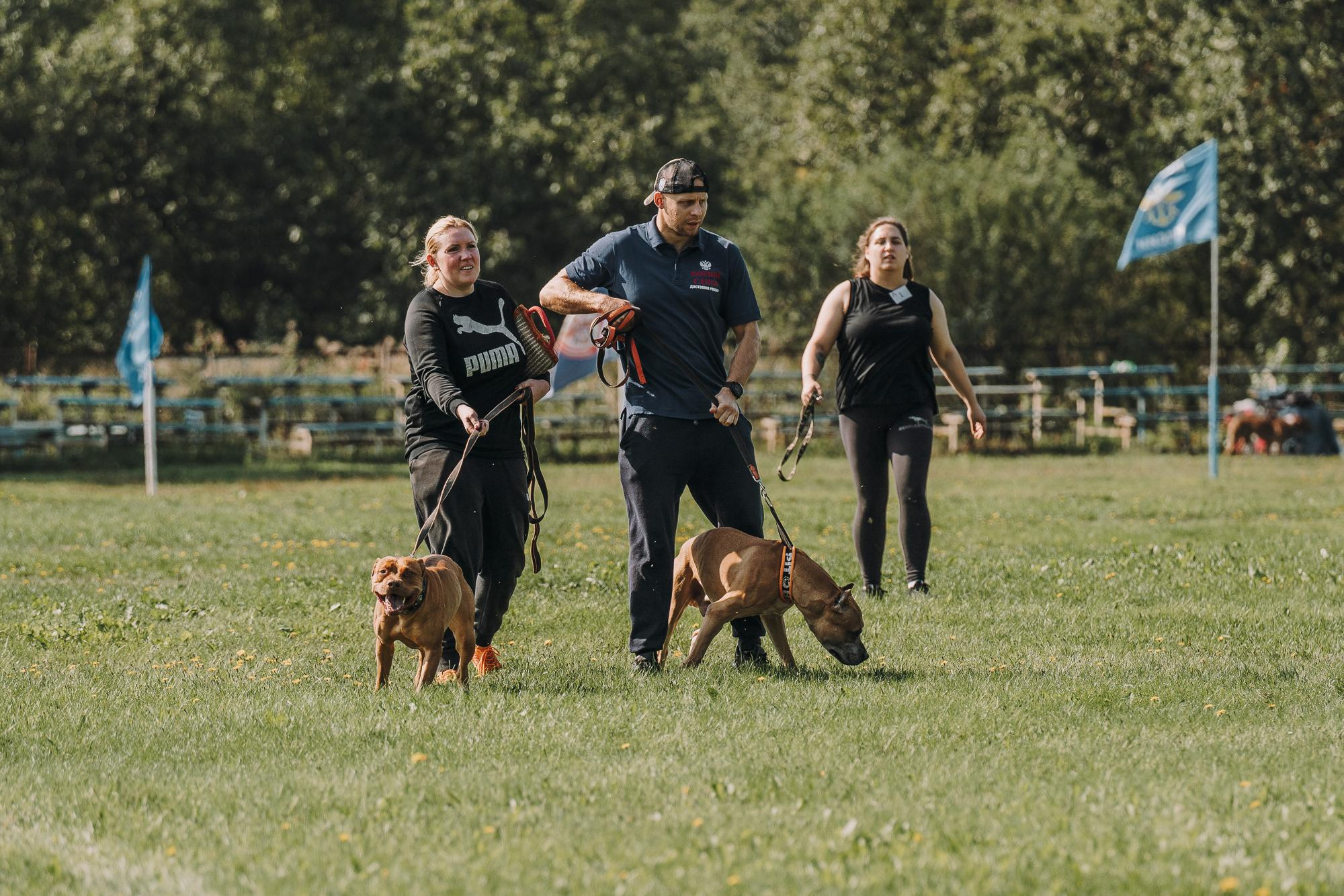 День пита и стаффа. Фотограф анималист Осипчикова Мария