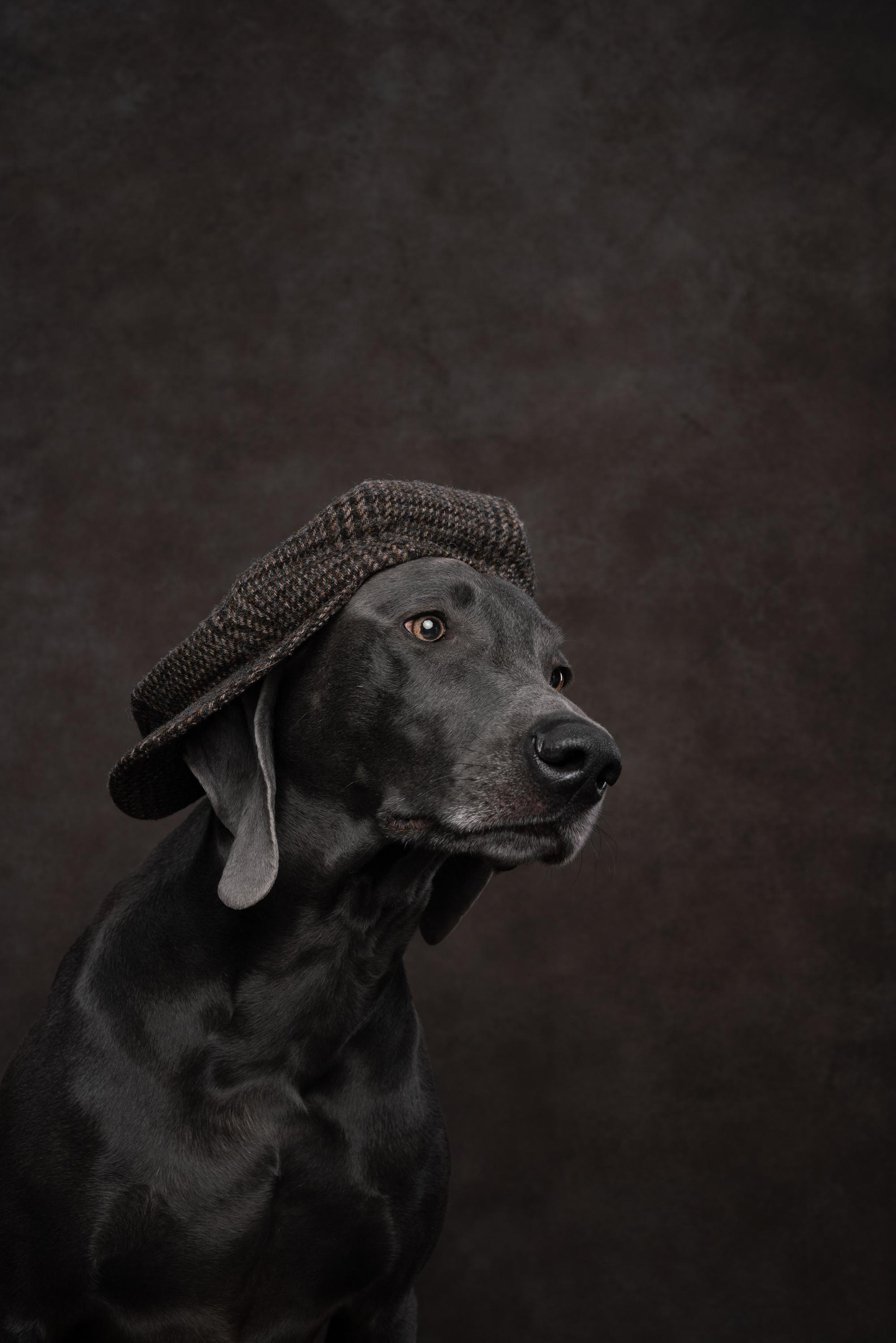 Веймаранер Рон. Фотограф анималист Осипчикова Мария