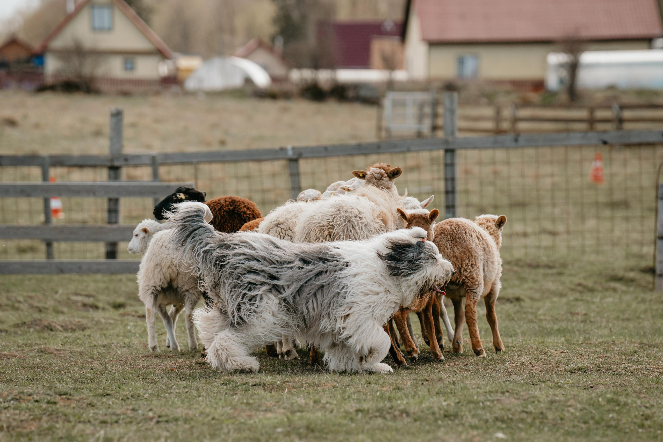 Пастушья служба. Фотограф анималист Осипчикова Мария