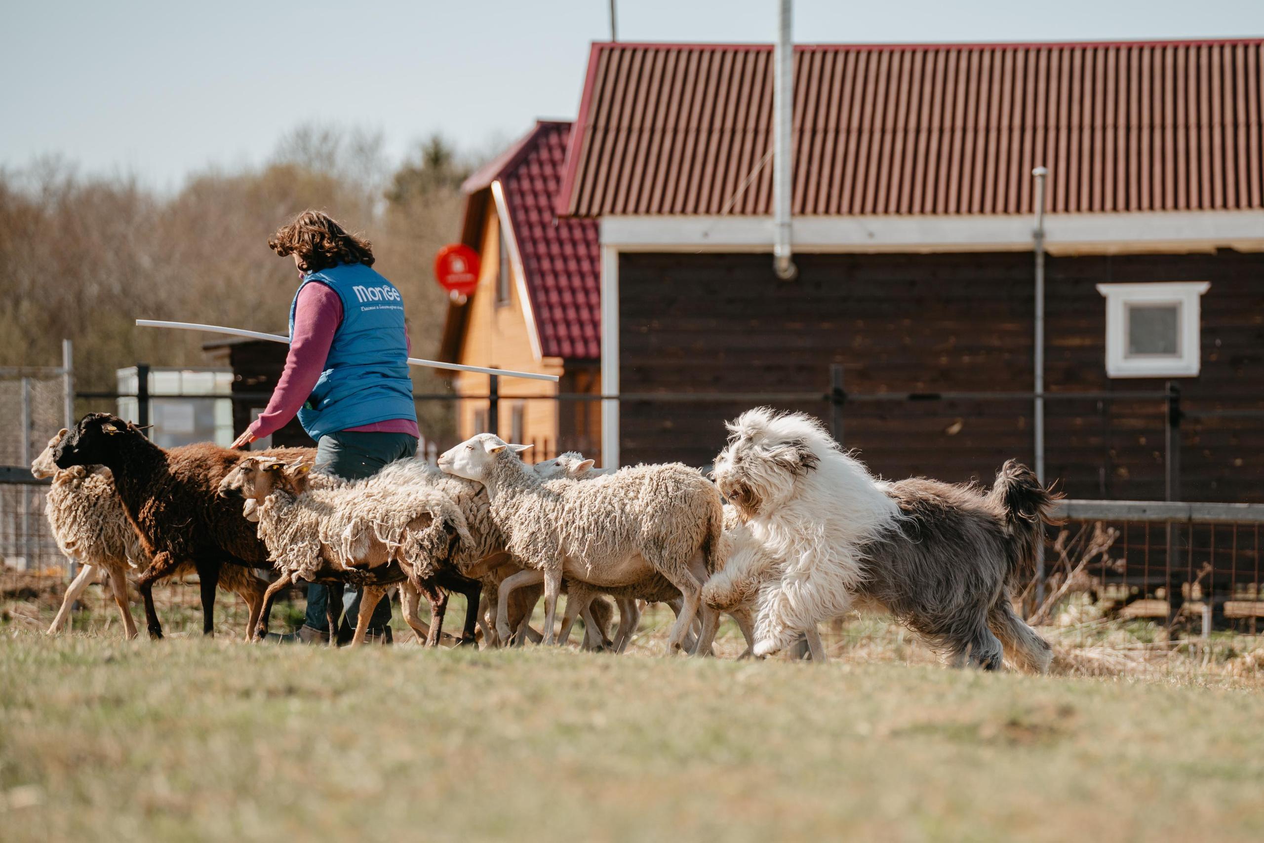 Пастушья служба. Фотограф анималист Осипчикова Мария