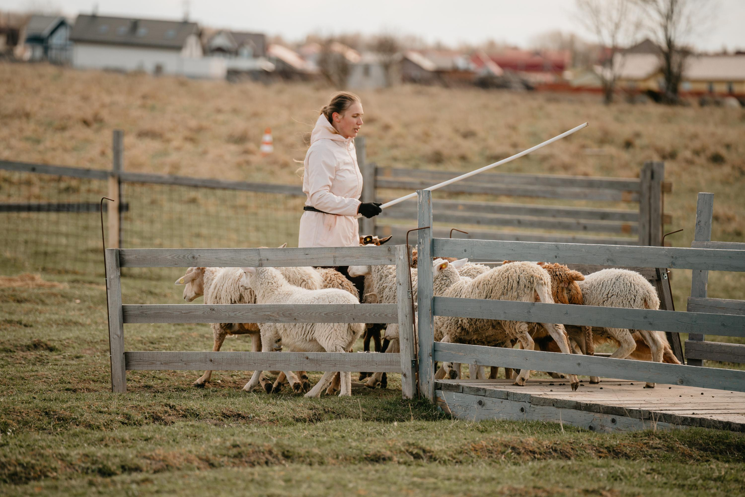 Пастушья служба. Фотограф анималист Осипчикова Мария