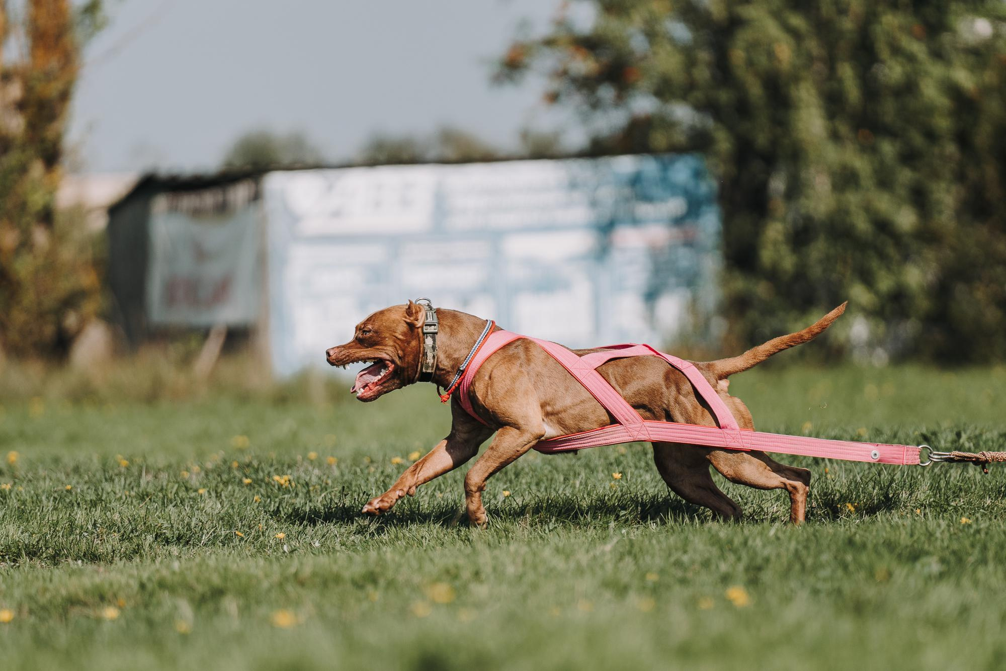 День пита и стаффа. Фотограф анималист Осипчикова Мария