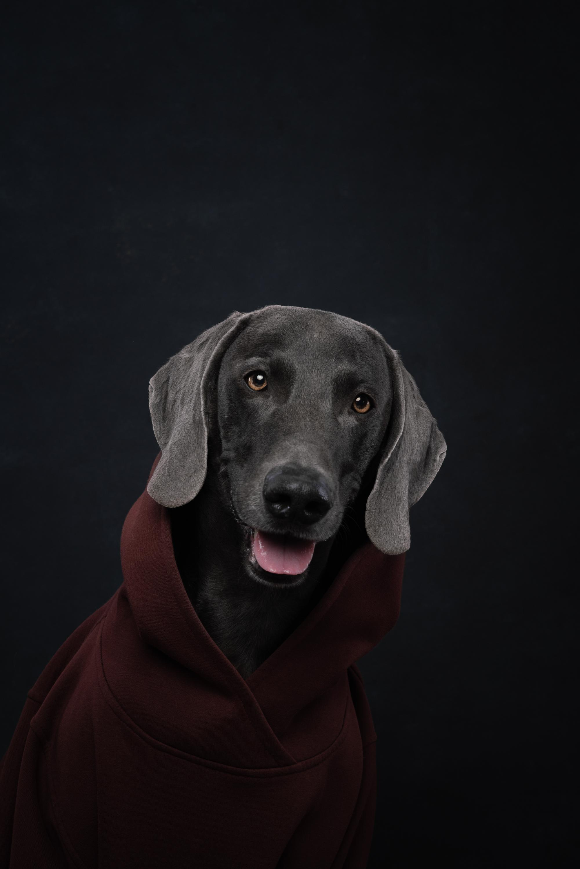 Веймаранер Рон. Фотограф анималист Осипчикова Мария