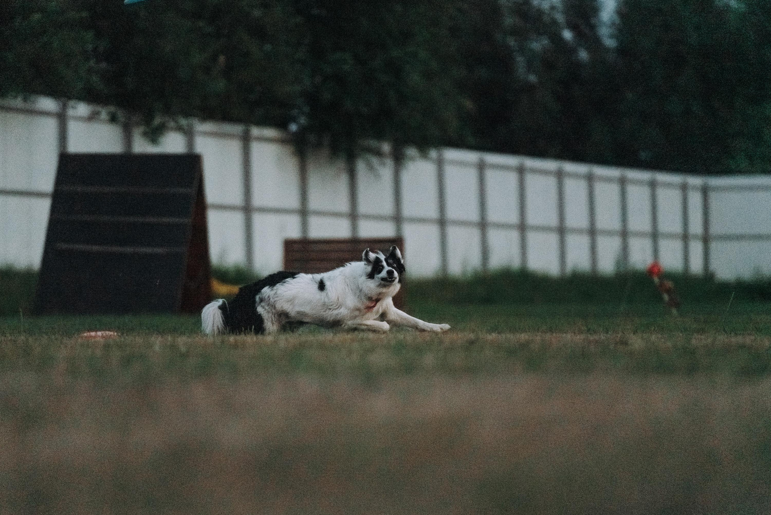 Фрисби игры UpDog. Фотограф анималист Осипчикова Мария