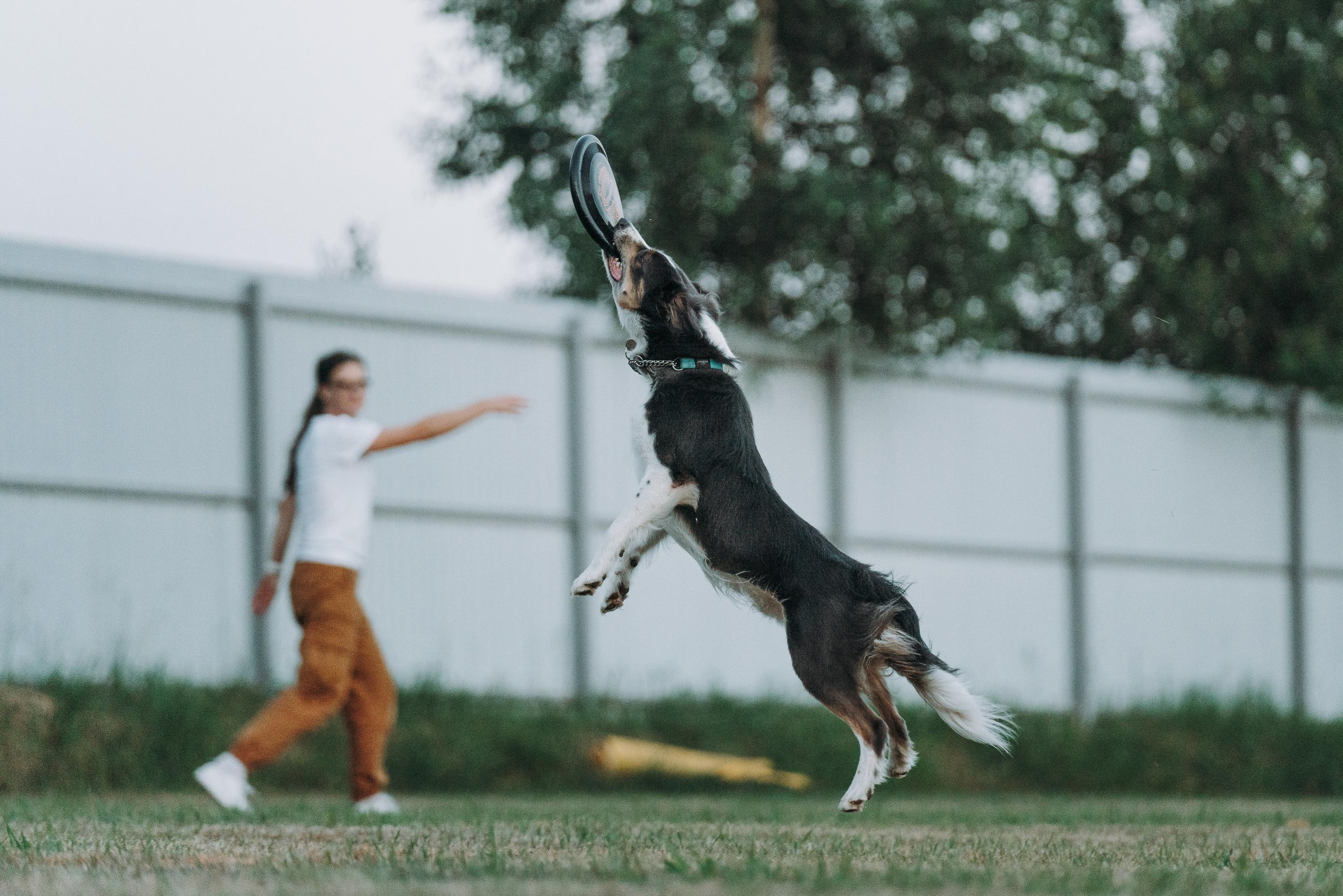 Фрисби игры UpDog. Фотограф анималист Осипчикова Мария