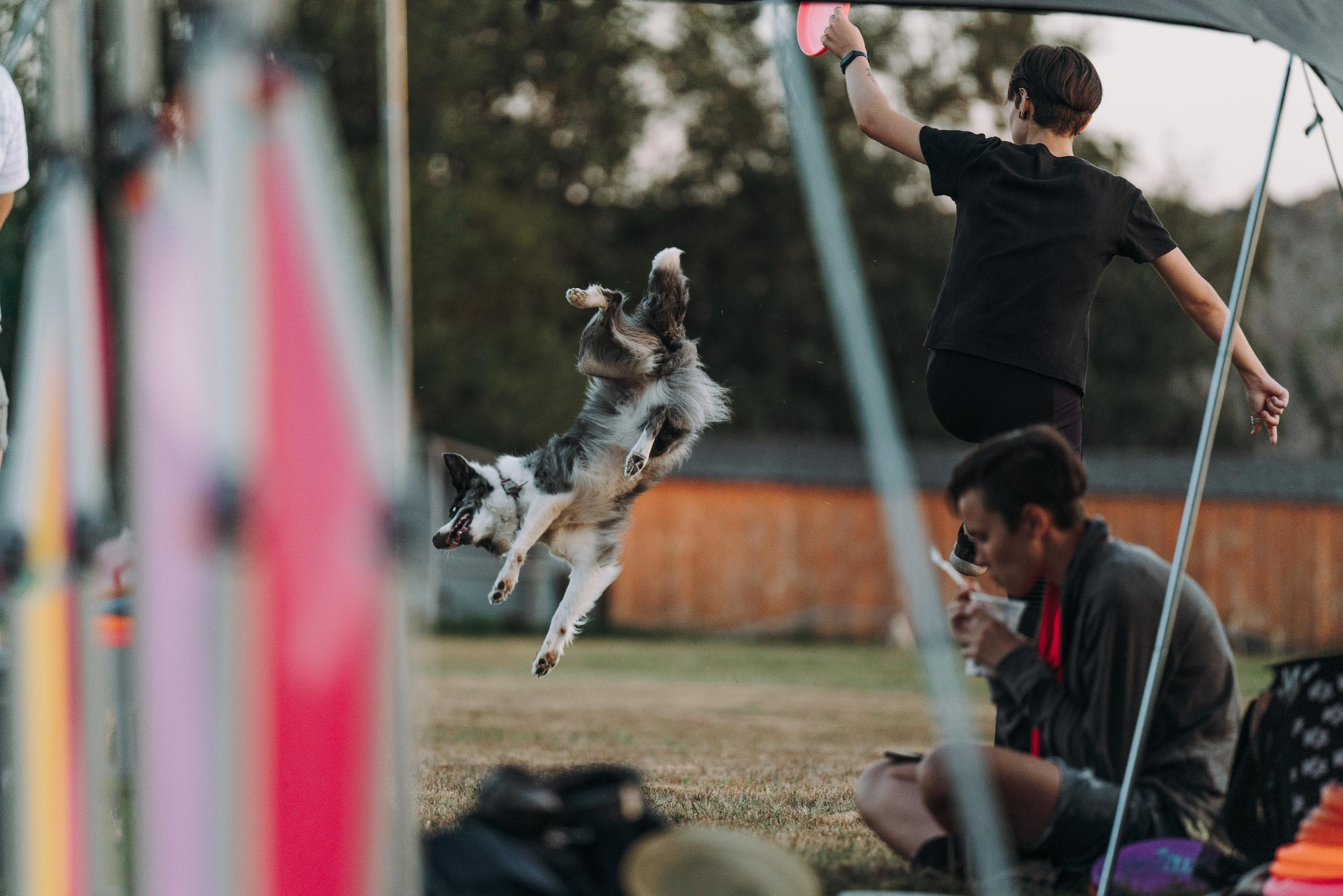 Фрисби игры UpDog. Фотограф анималист Осипчикова Мария