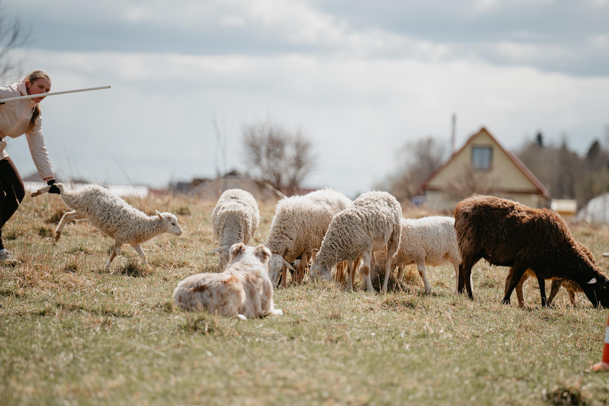 Пастушья служба. Фотограф анималист Осипчикова Мария