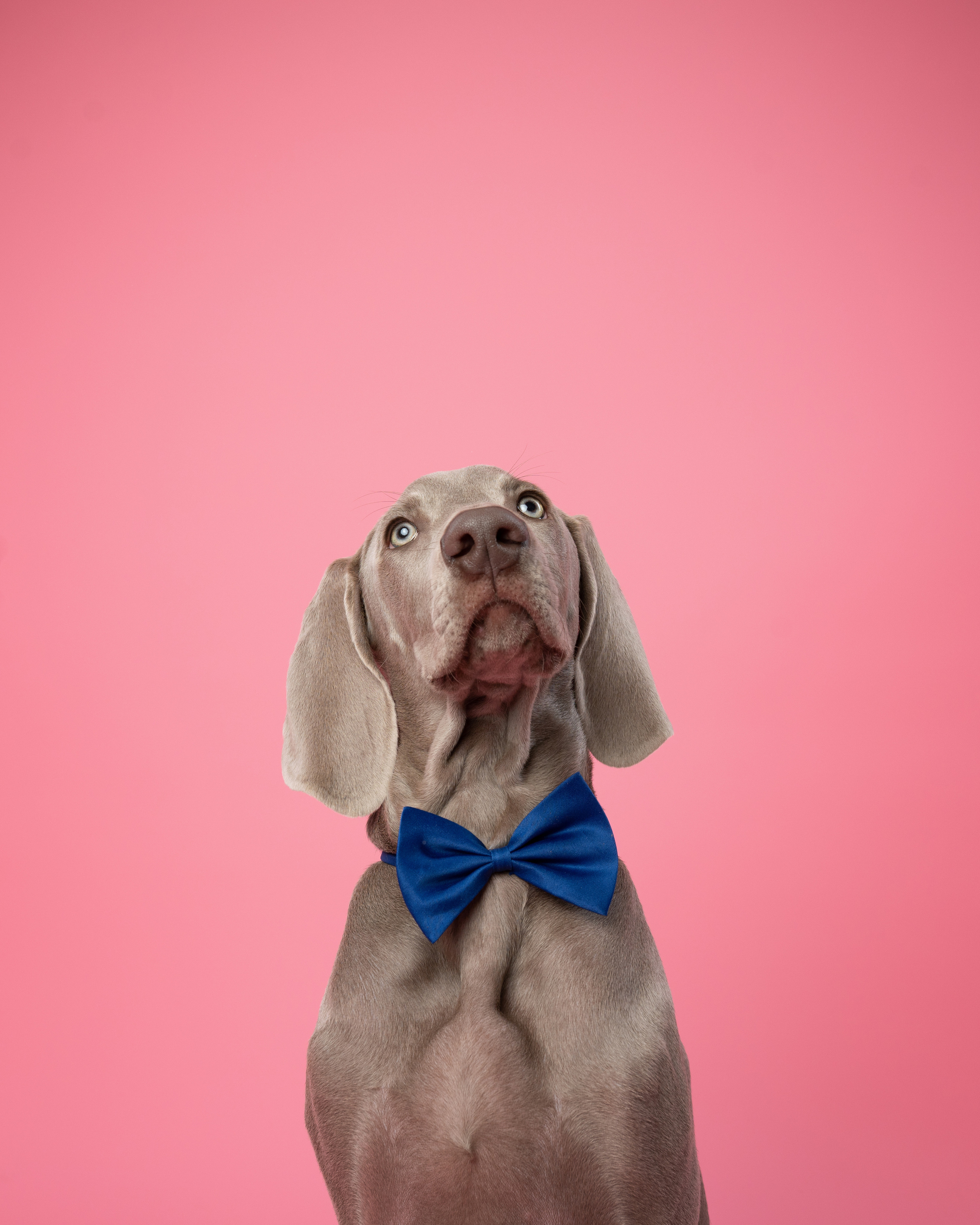 Веймаранер Элай. Фотограф анималист Осипчикова Мария