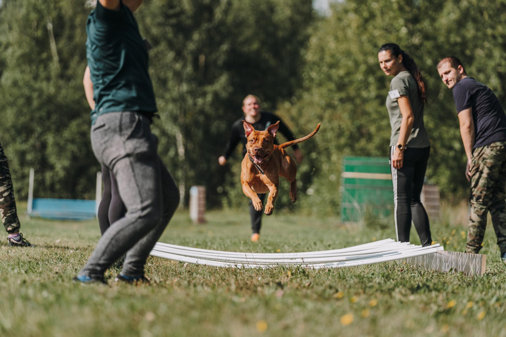 День пита и стаффа. Фотограф анималист Осипчикова Мария