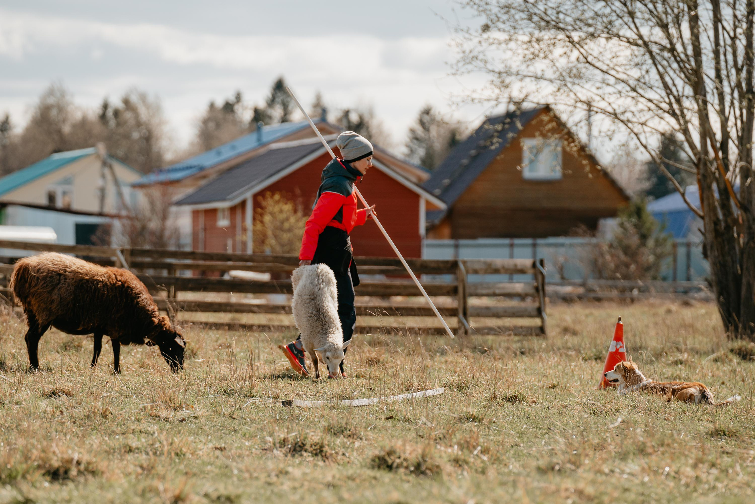Пастушья служба. Фотограф анималист Осипчикова Мария