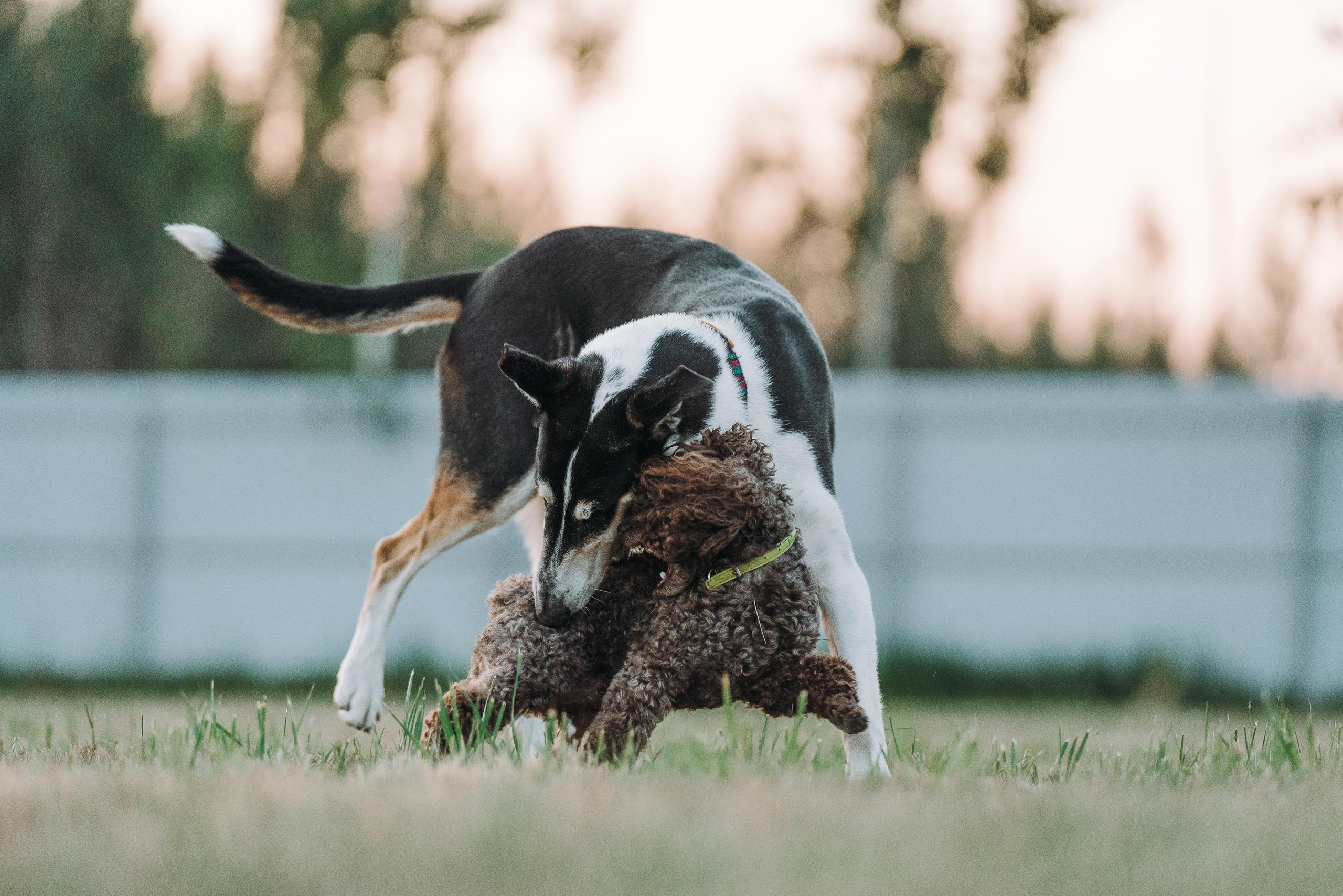 Фрисби игры UpDog. Фотограф анималист Осипчикова Мария