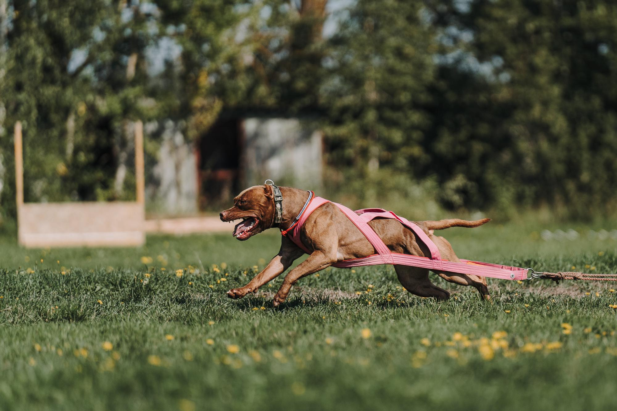 День пита и стаффа. Фотограф анималист Осипчикова Мария