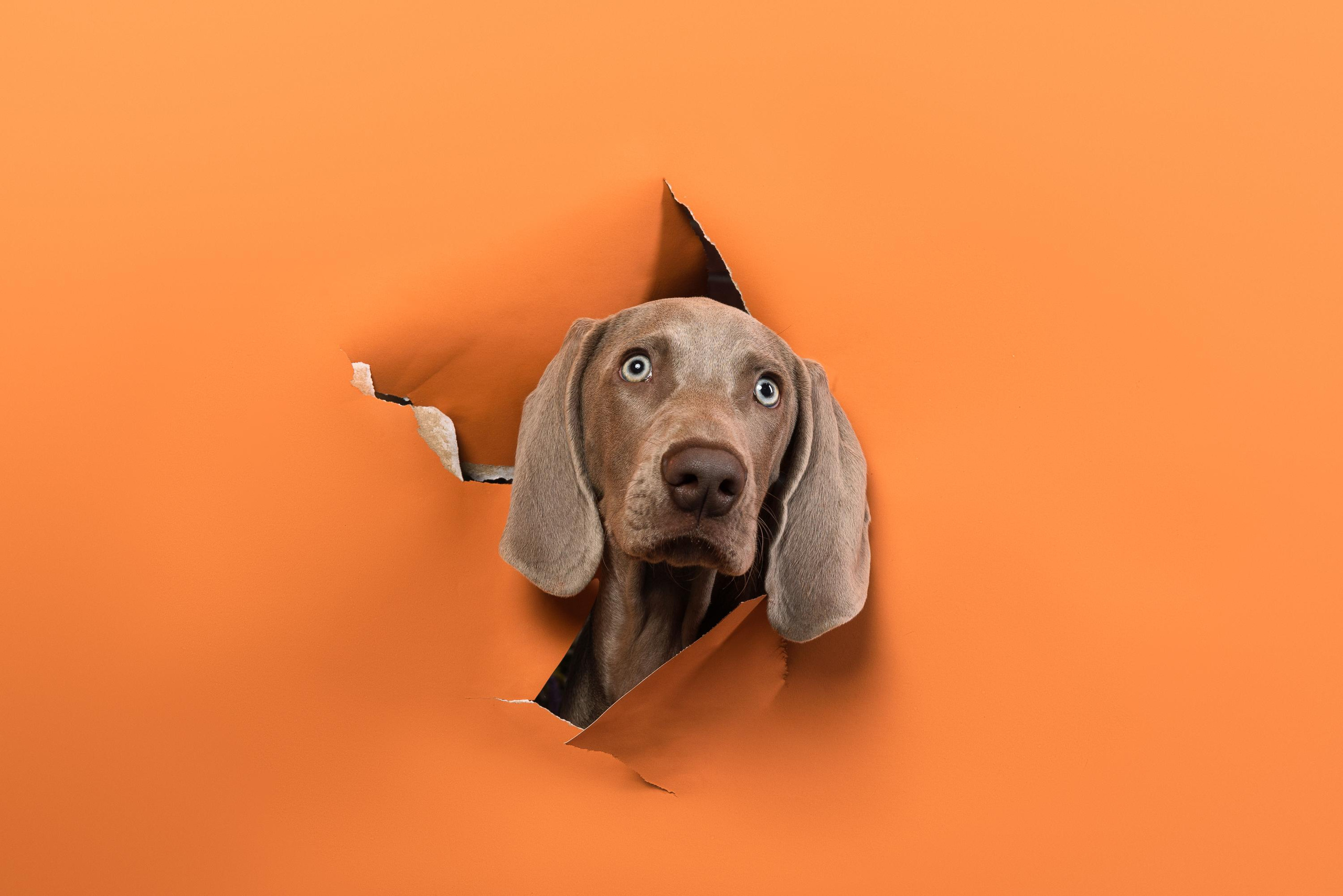 Веймаранер Эспен. Фотограф анималист Осипчикова Мария