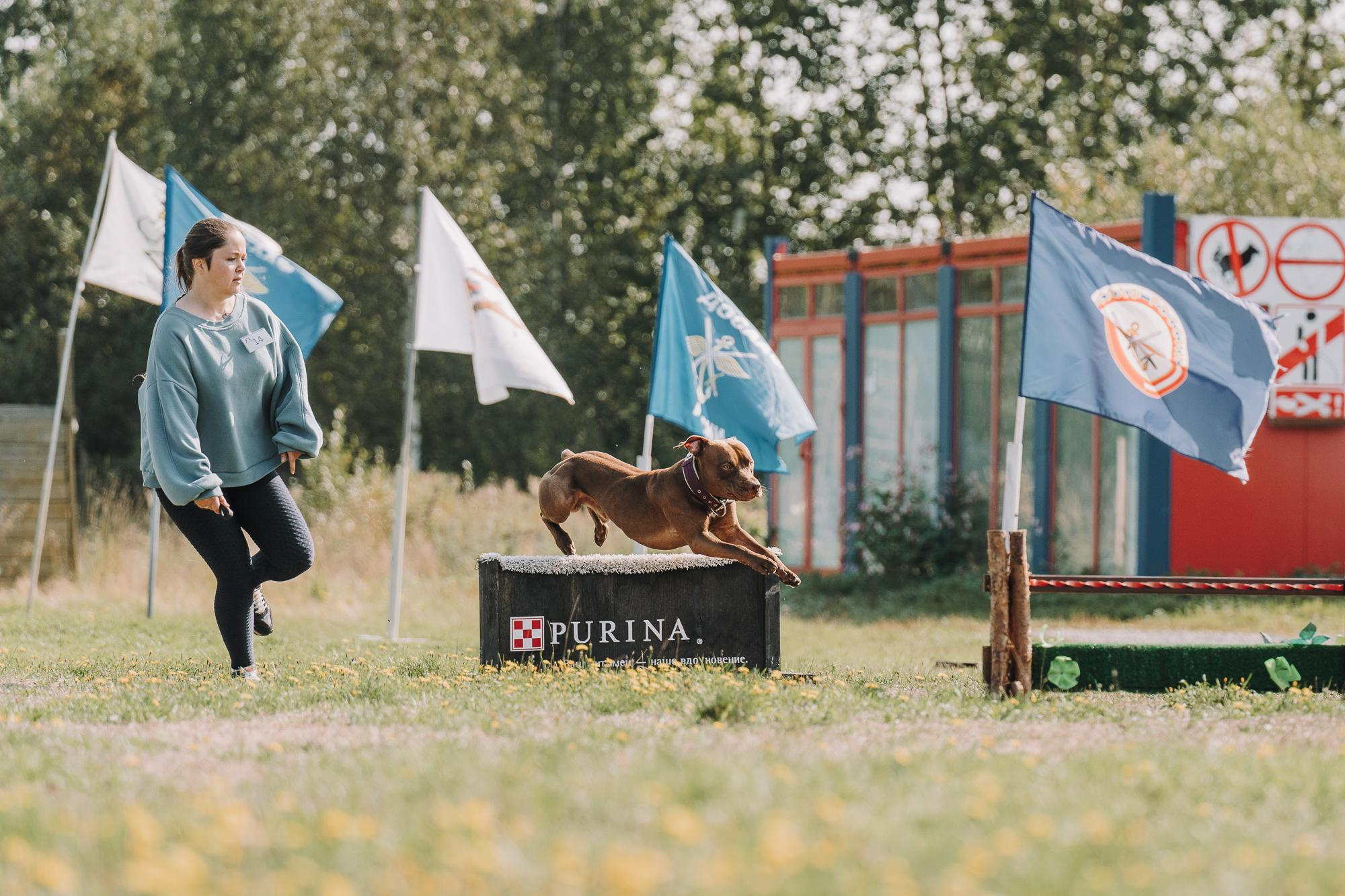 День пита и стаффа. Фотограф анималист Осипчикова Мария