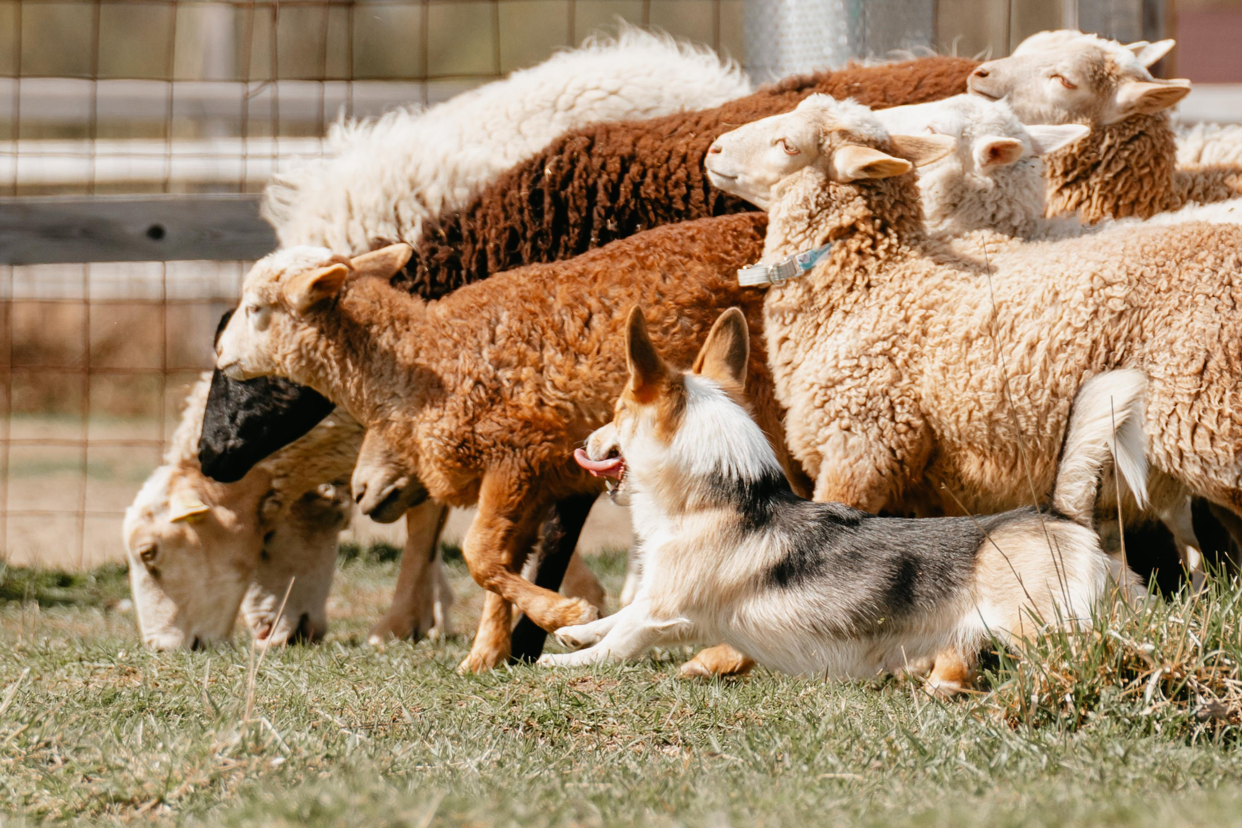Пастушья служба. Фотограф анималист Осипчикова Мария