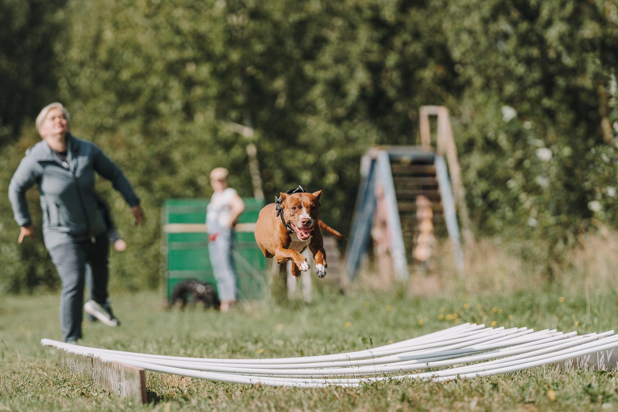 День пита и стаффа. Фотограф анималист Осипчикова Мария