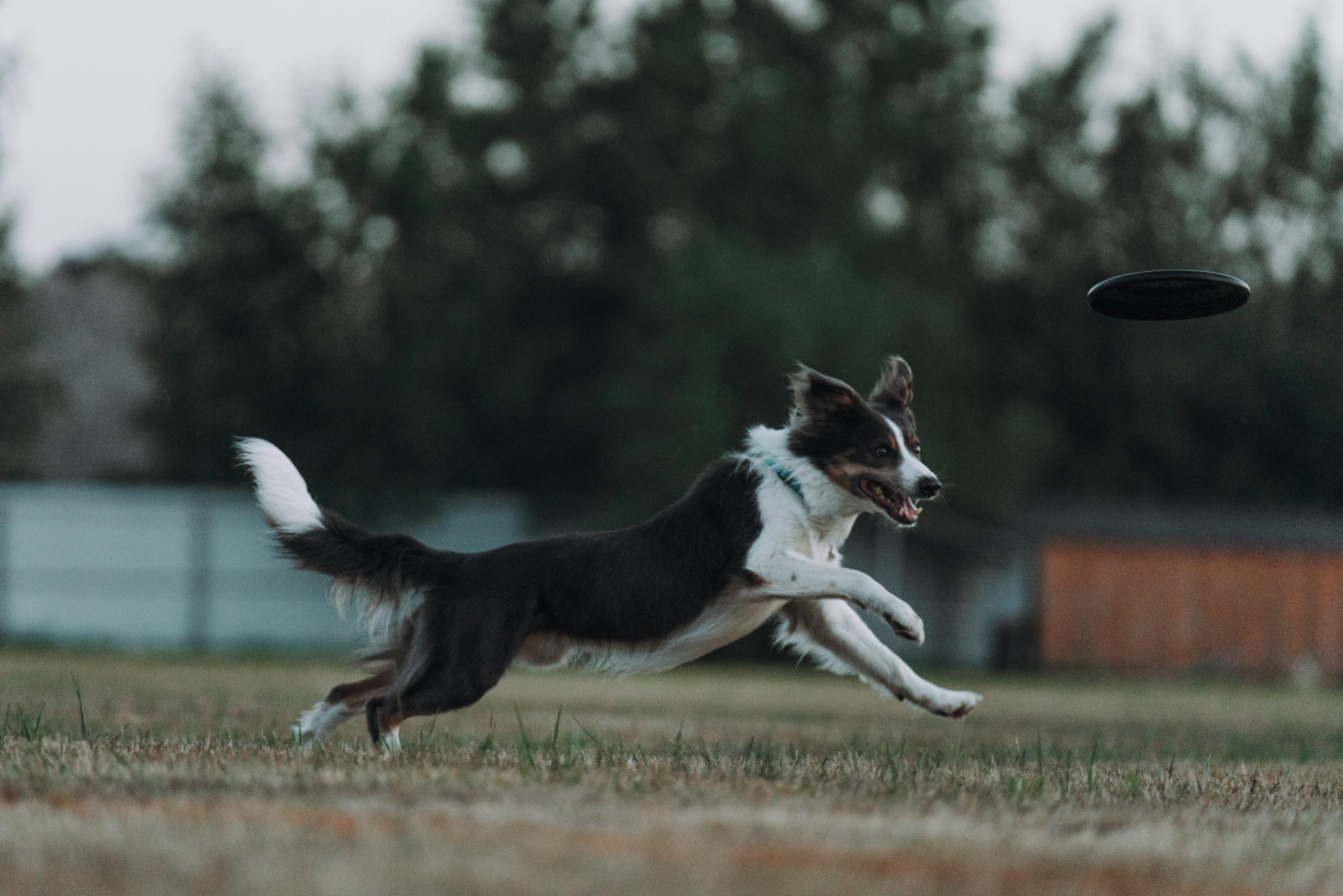 Фрисби игры UpDog. Фотограф анималист Осипчикова Мария