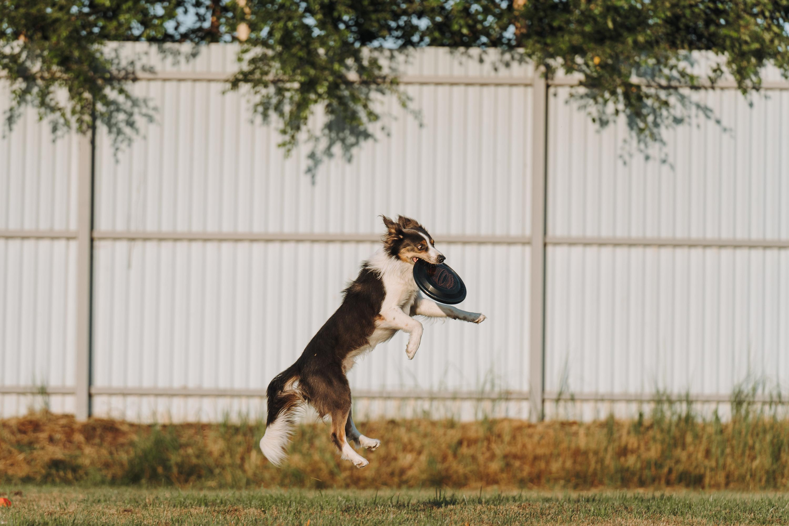 Фрисби игры UpDog. Фотограф анималист Осипчикова Мария