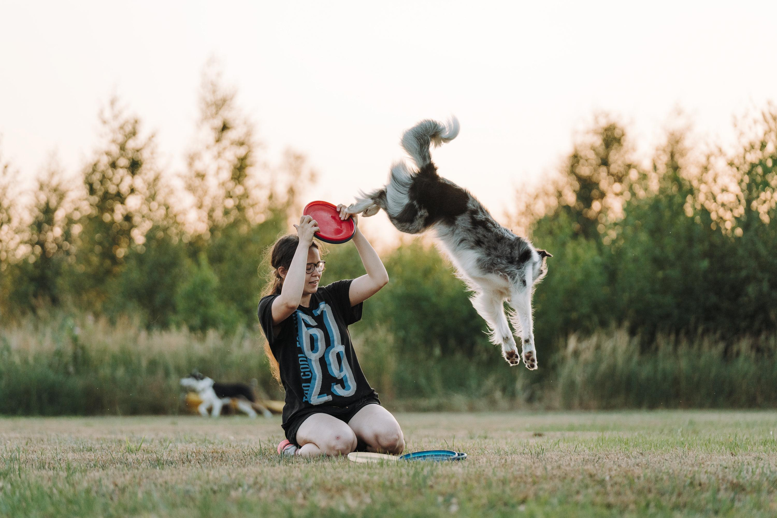 Фрисби игры UpDog. Фотограф анималист Осипчикова Мария