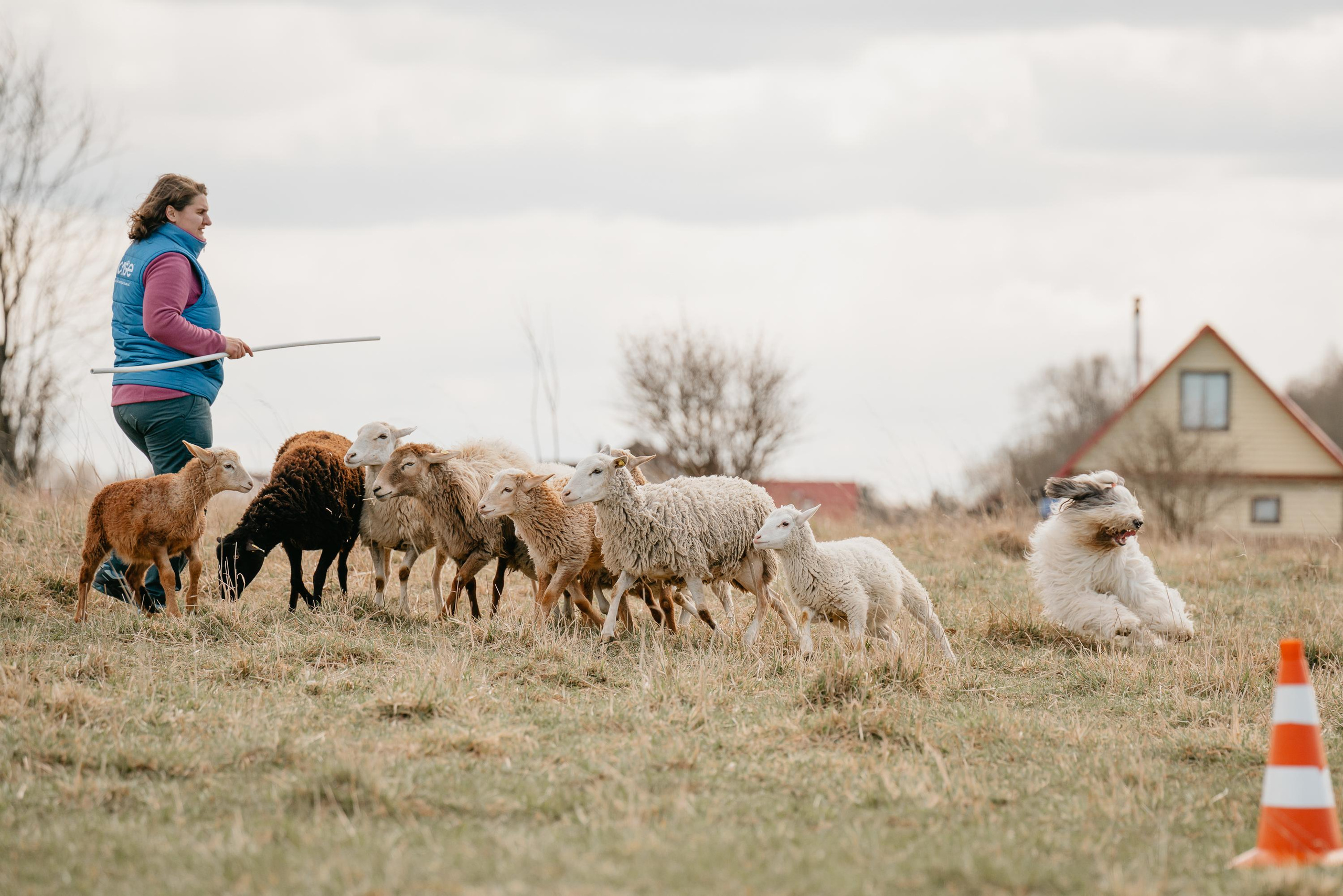 Пастушья служба. Фотограф анималист Осипчикова Мария