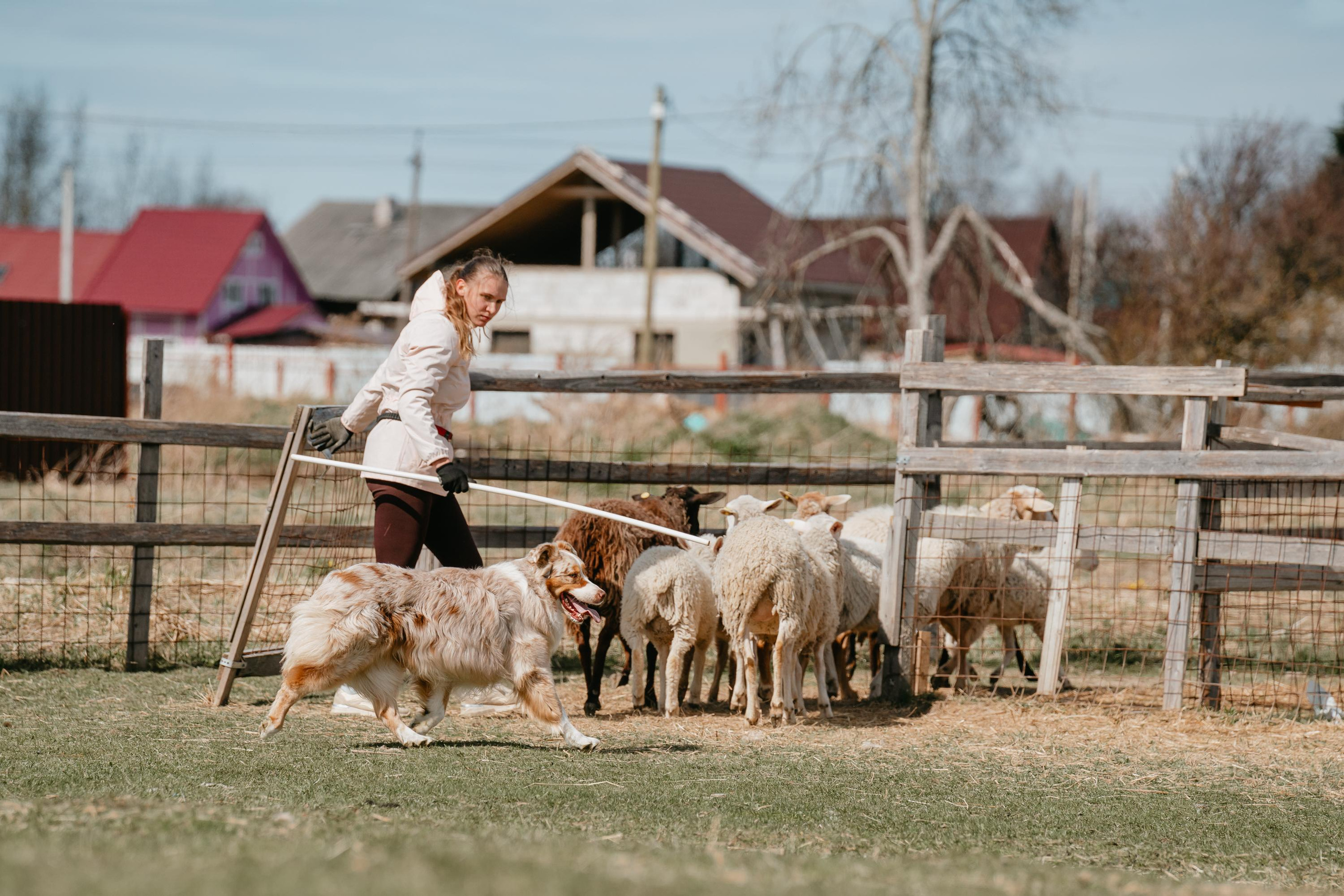 Пастушья служба. Фотограф анималист Осипчикова Мария