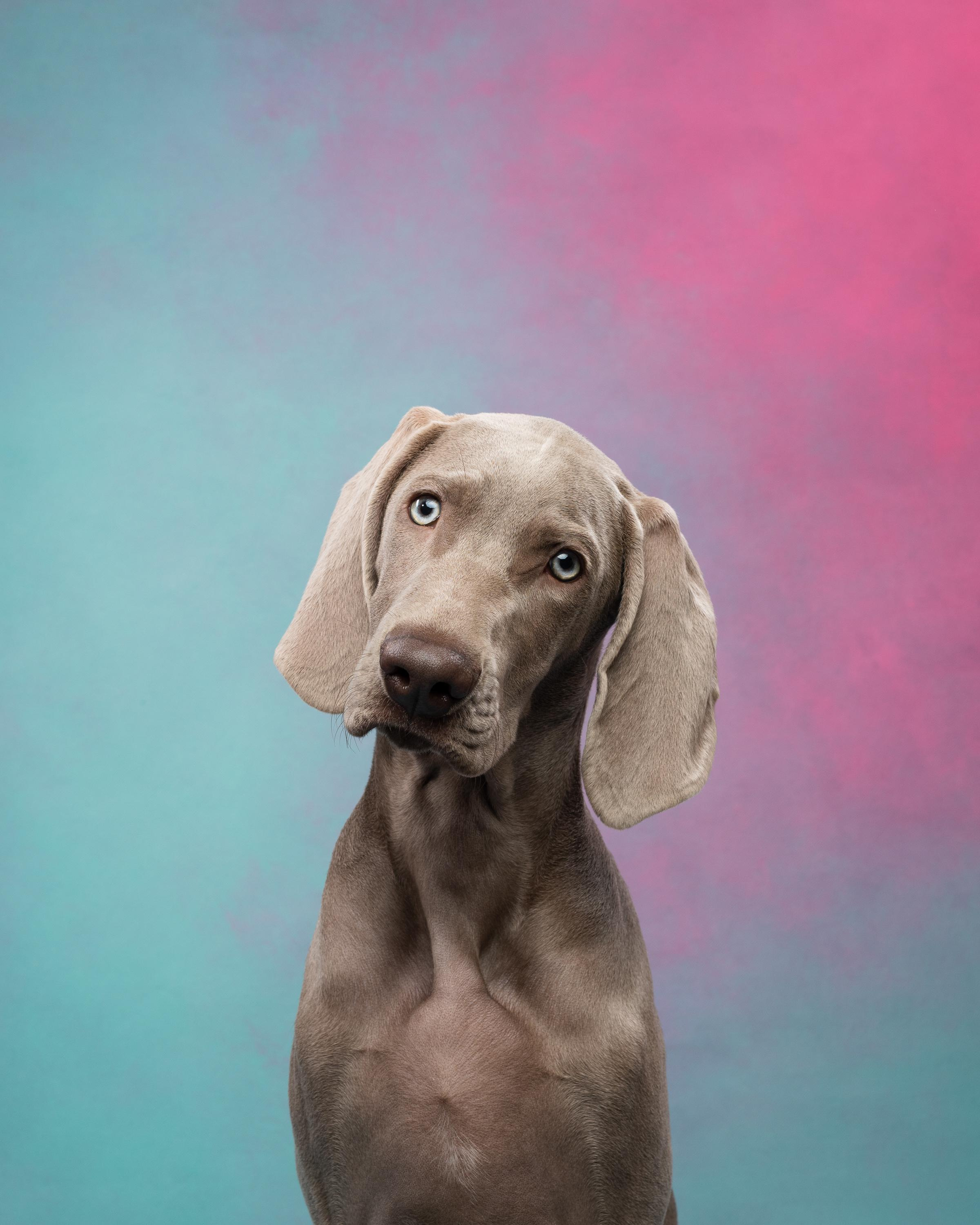 Веймаранер Эспен. Фотограф анималист Осипчикова Мария