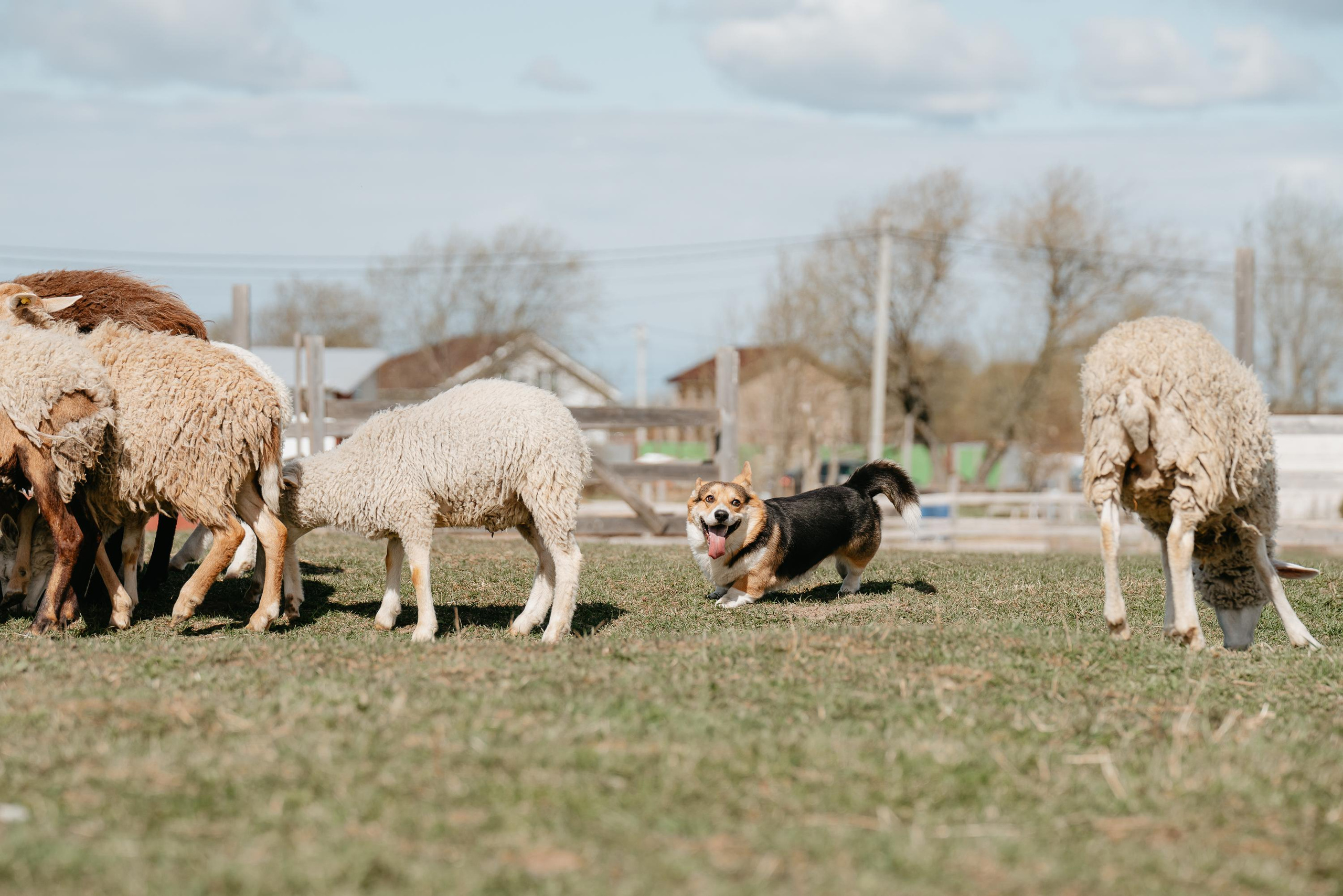 Пастушья служба. Фотограф анималист Осипчикова Мария