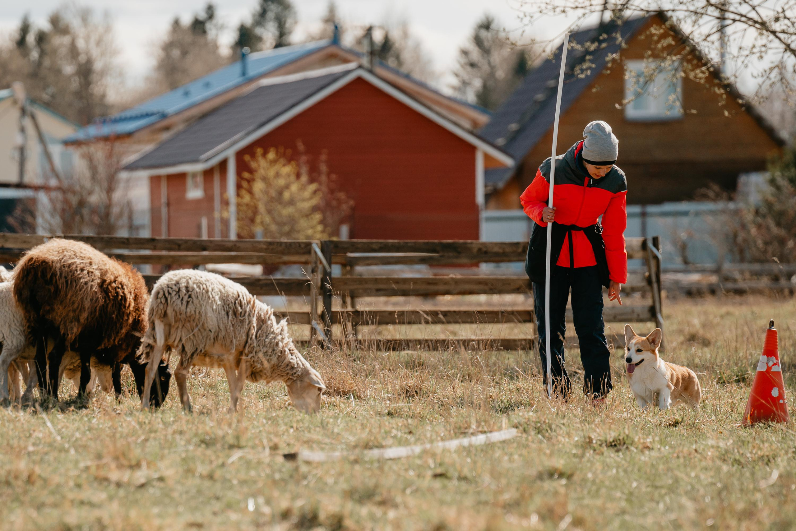 Пастушья служба. Фотограф анималист Осипчикова Мария
