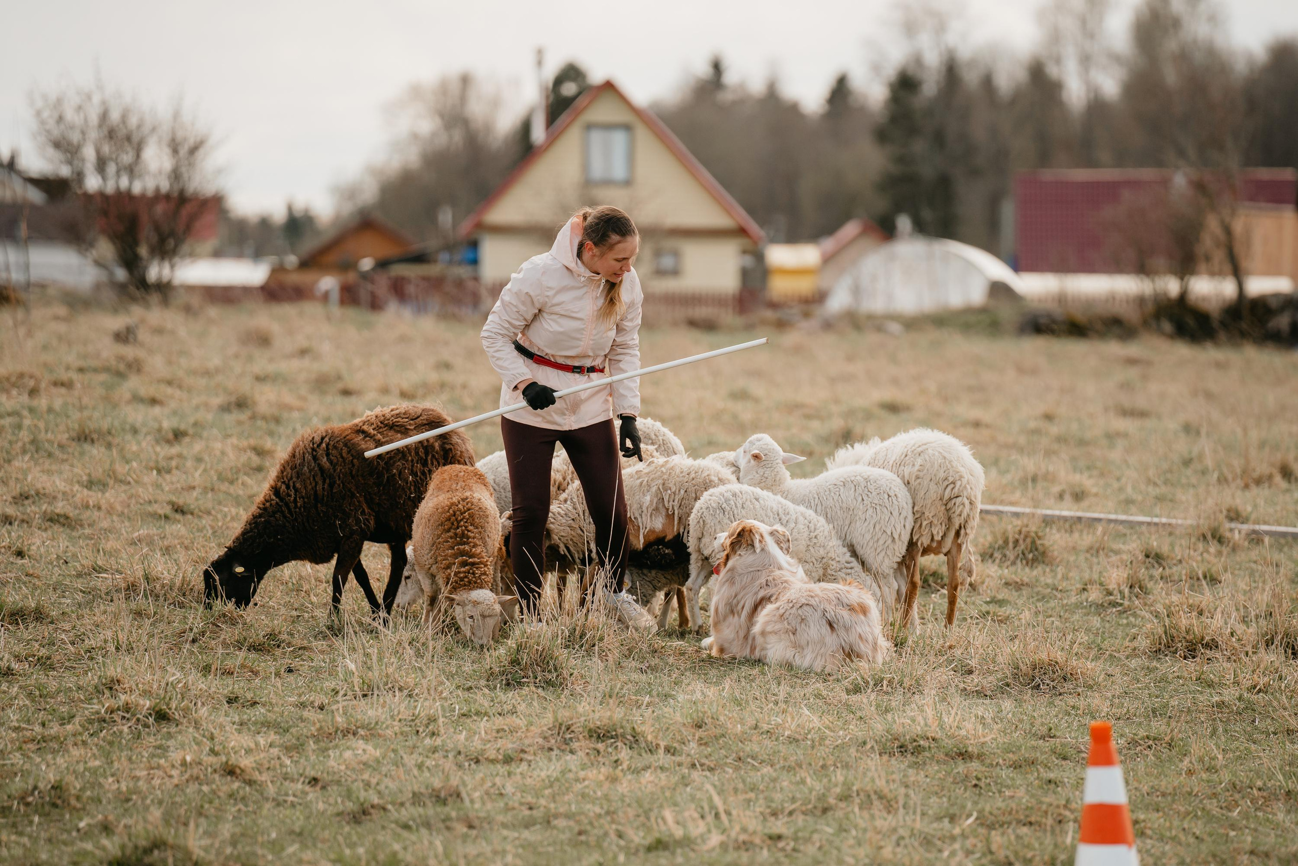 Пастушья служба. Фотограф анималист Осипчикова Мария
