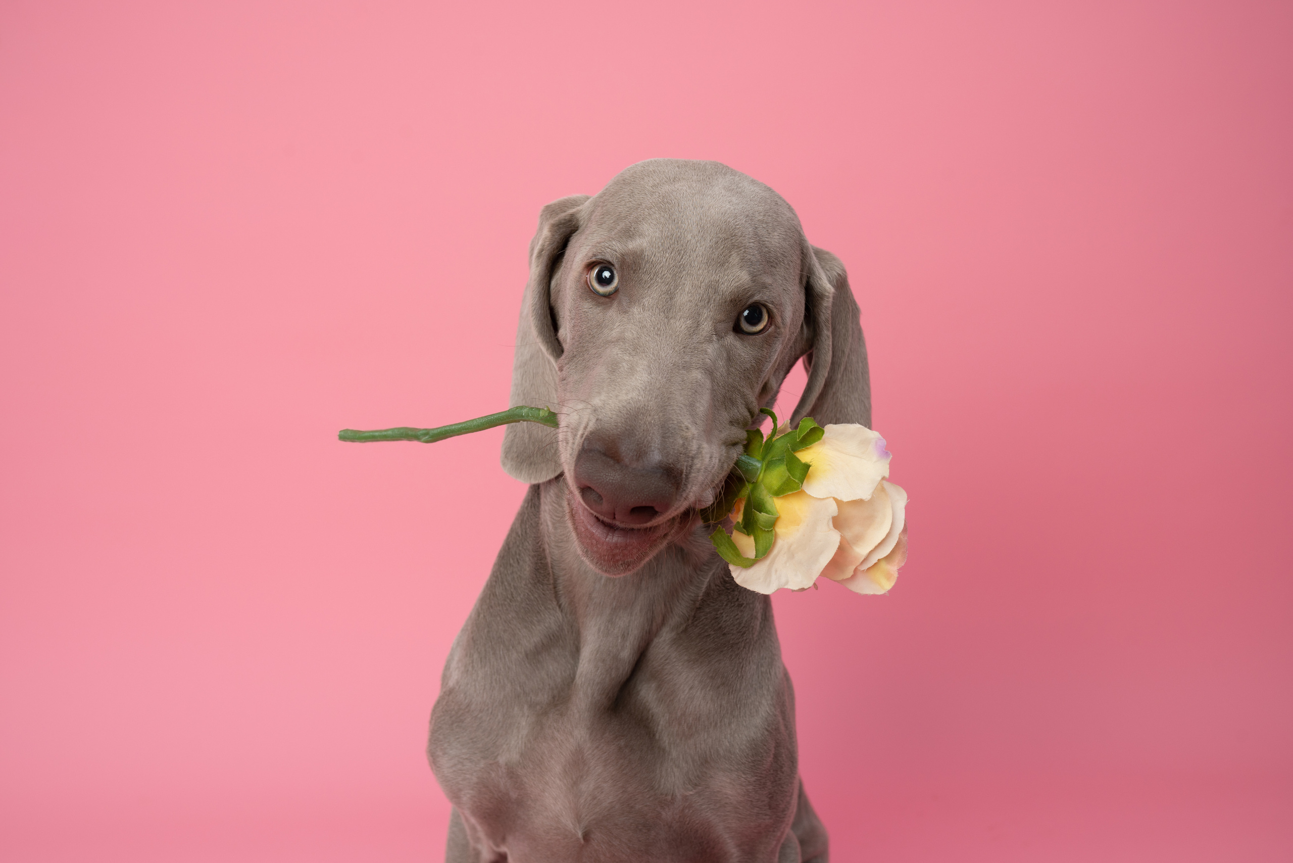 Веймаранер Элай. Фотограф анималист Осипчикова Мария