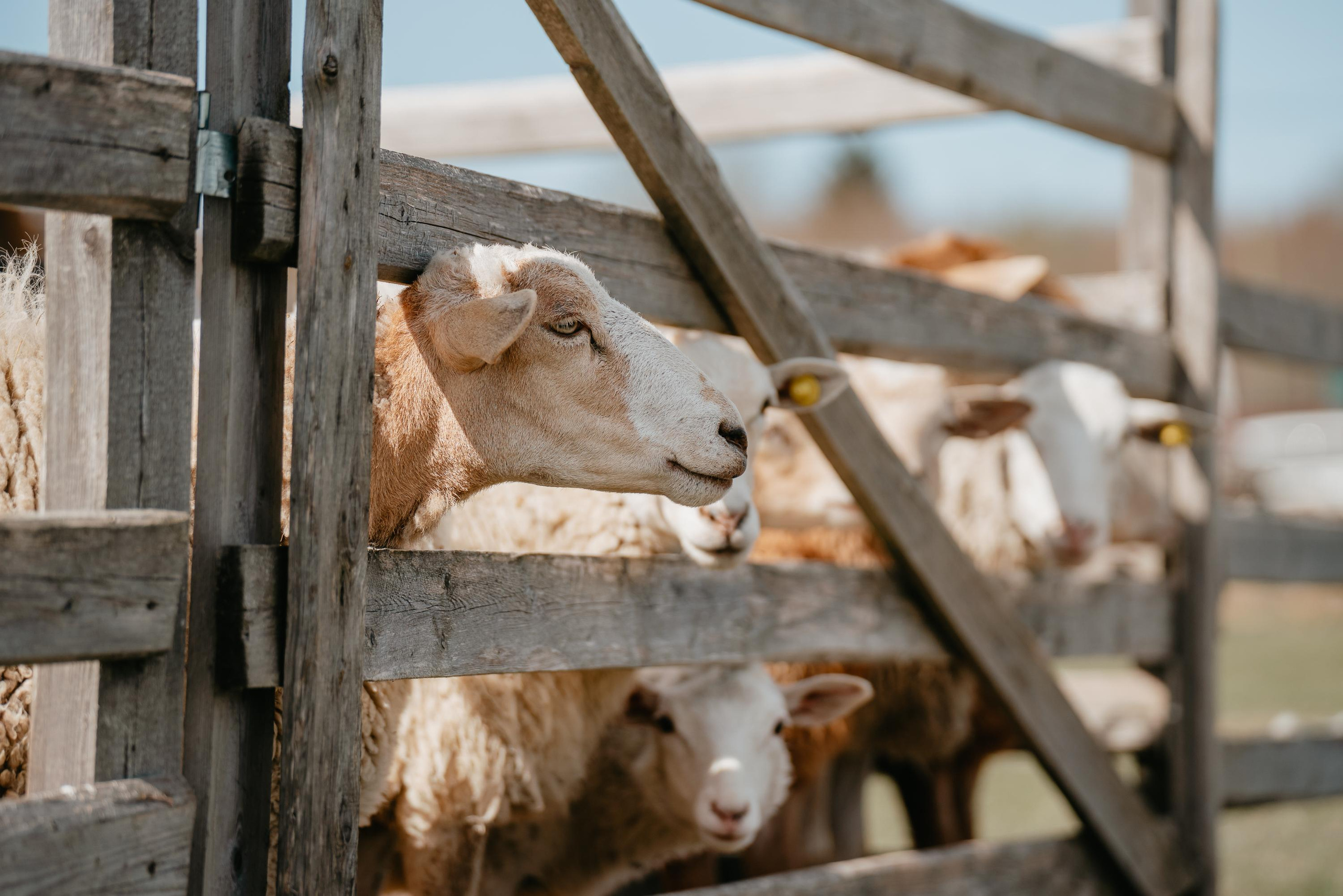 Пастушья служба. Фотограф анималист Осипчикова Мария