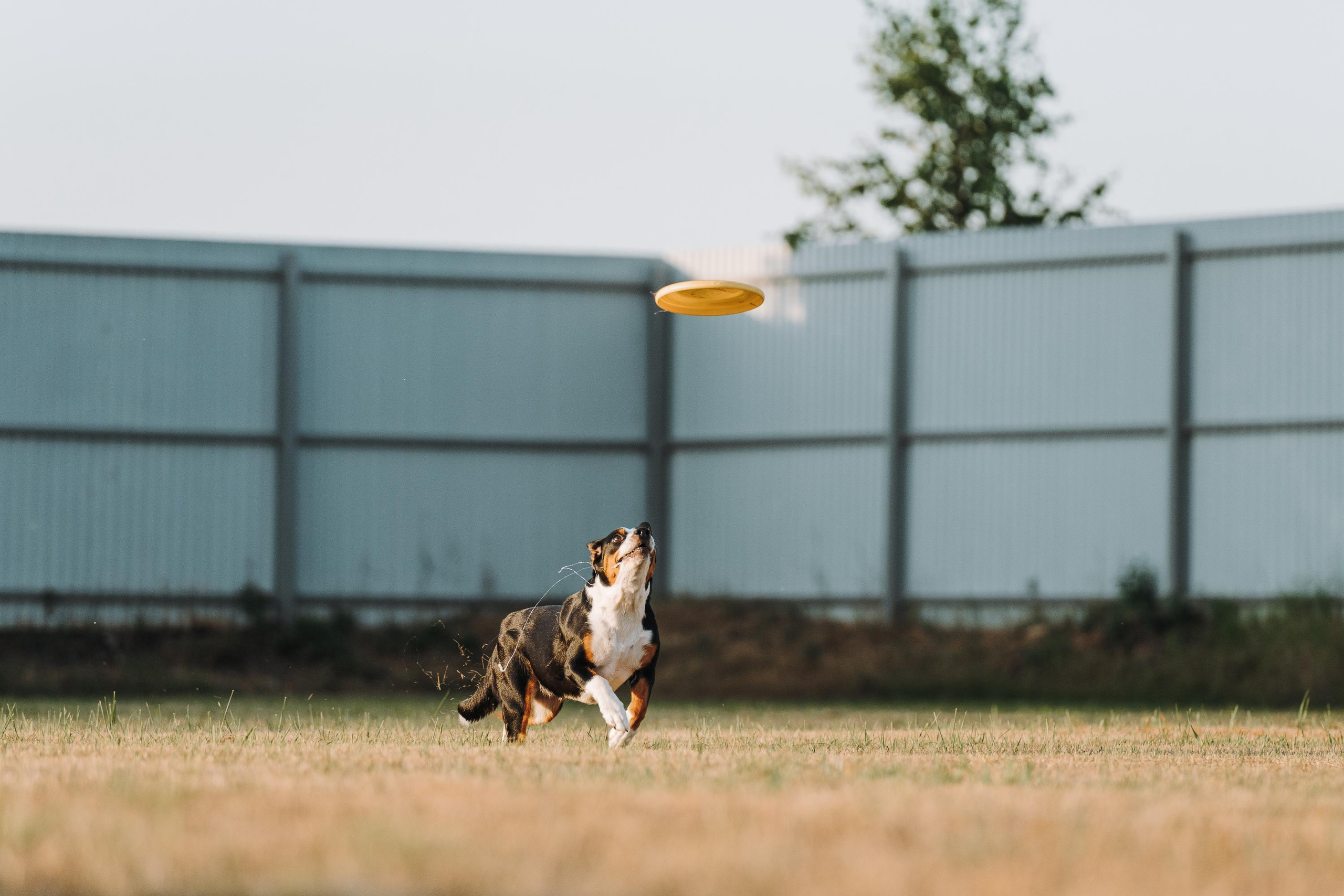 Фрисби игры UpDog. Фотограф анималист Осипчикова Мария