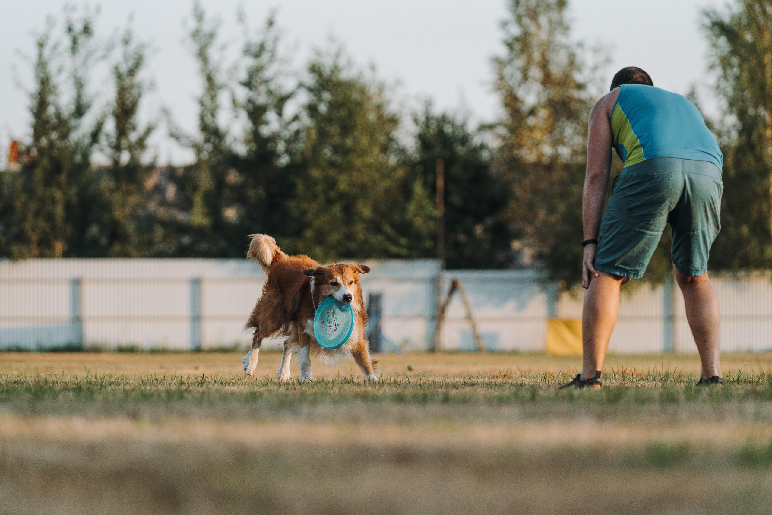 Фрисби игры UpDog. Фотограф анималист Осипчикова Мария