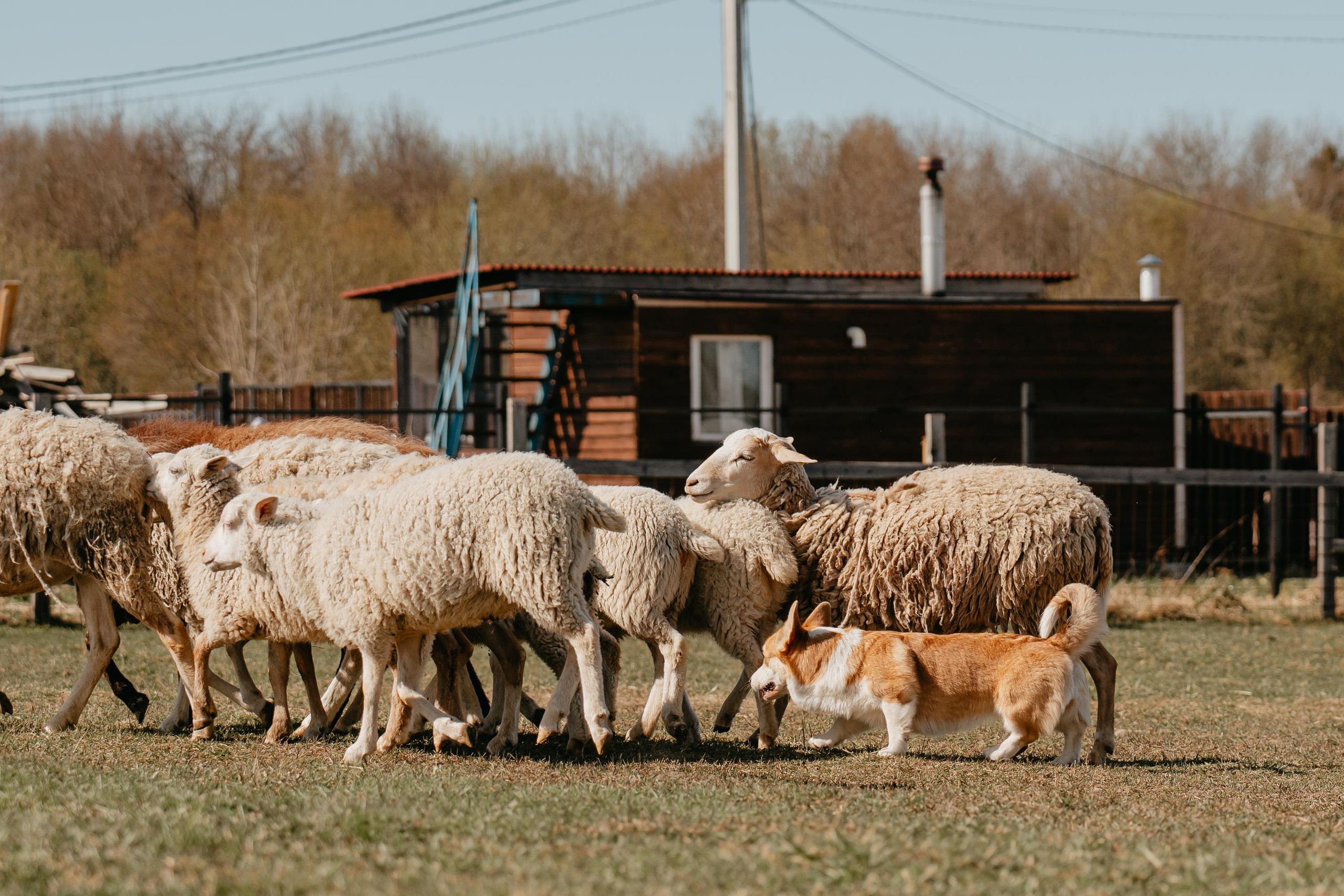 Пастушья служба. Фотограф анималист Осипчикова Мария