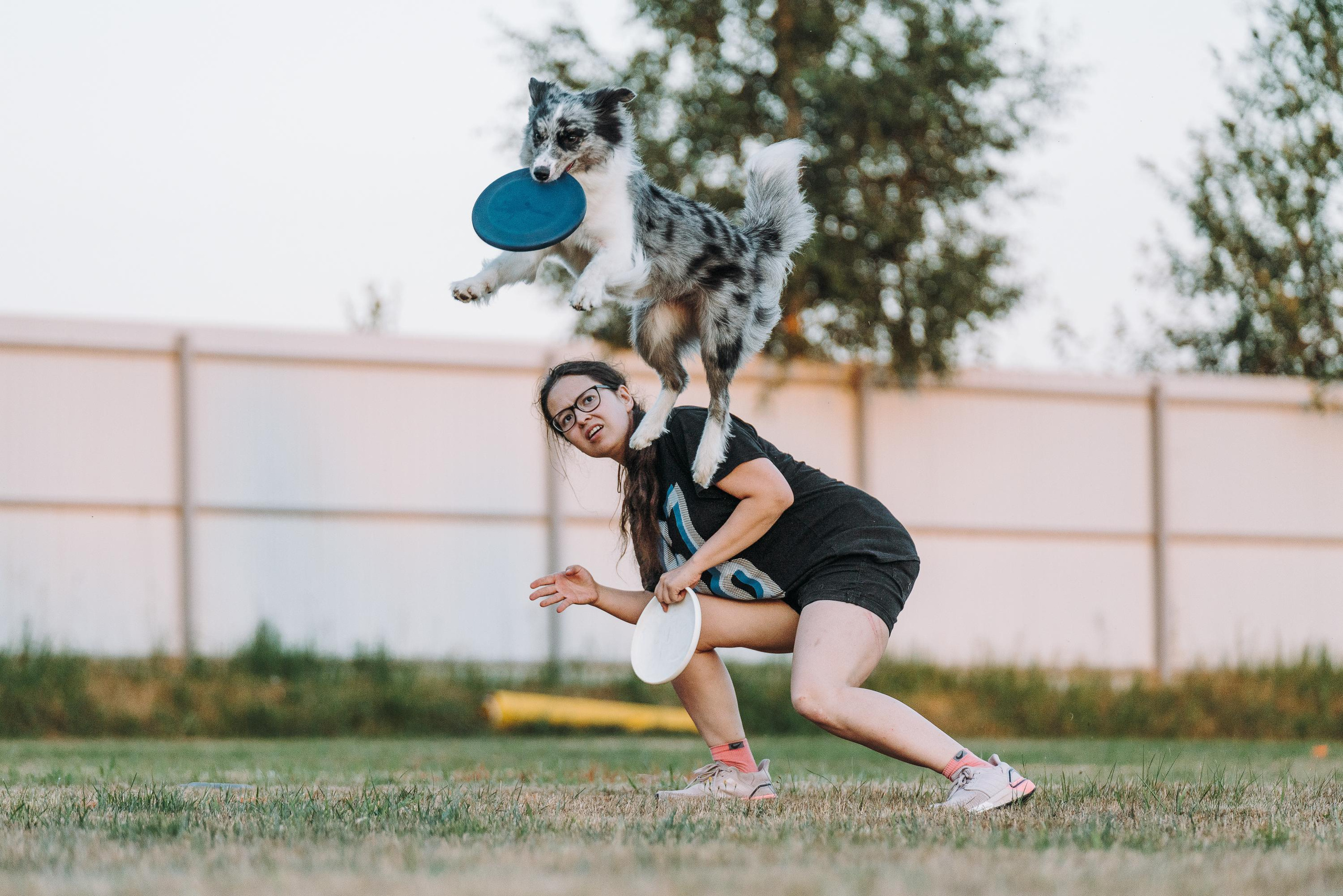 Фрисби игры UpDog. Фотограф анималист Осипчикова Мария