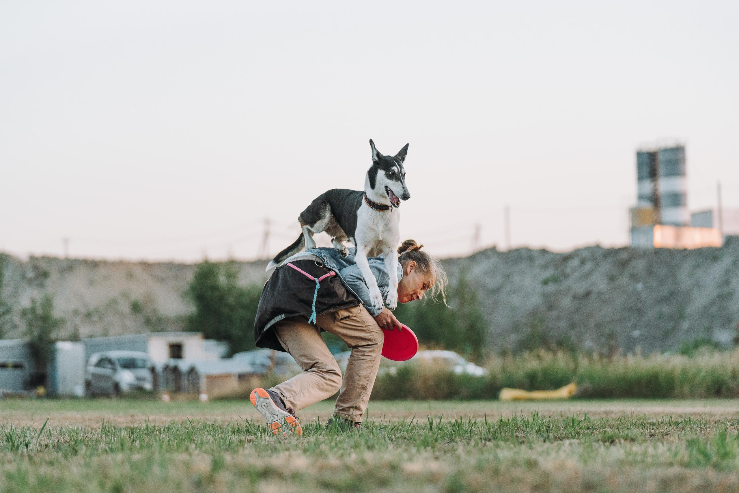 Фрисби игры UpDog. Фотограф анималист Осипчикова Мария