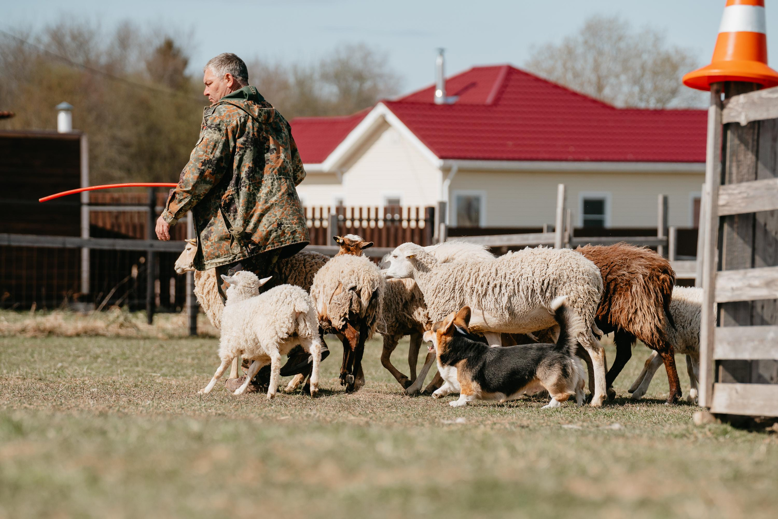 Пастушья служба. Фотограф анималист Осипчикова Мария