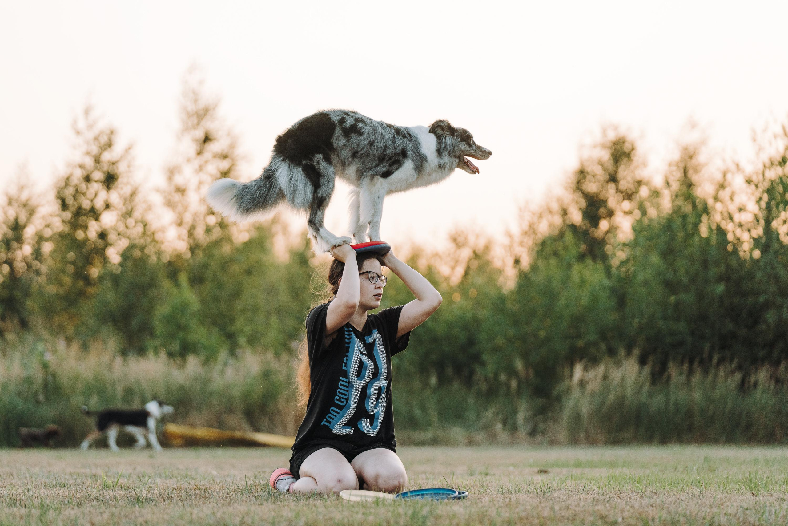 Фрисби игры UpDog. Фотограф анималист Осипчикова Мария