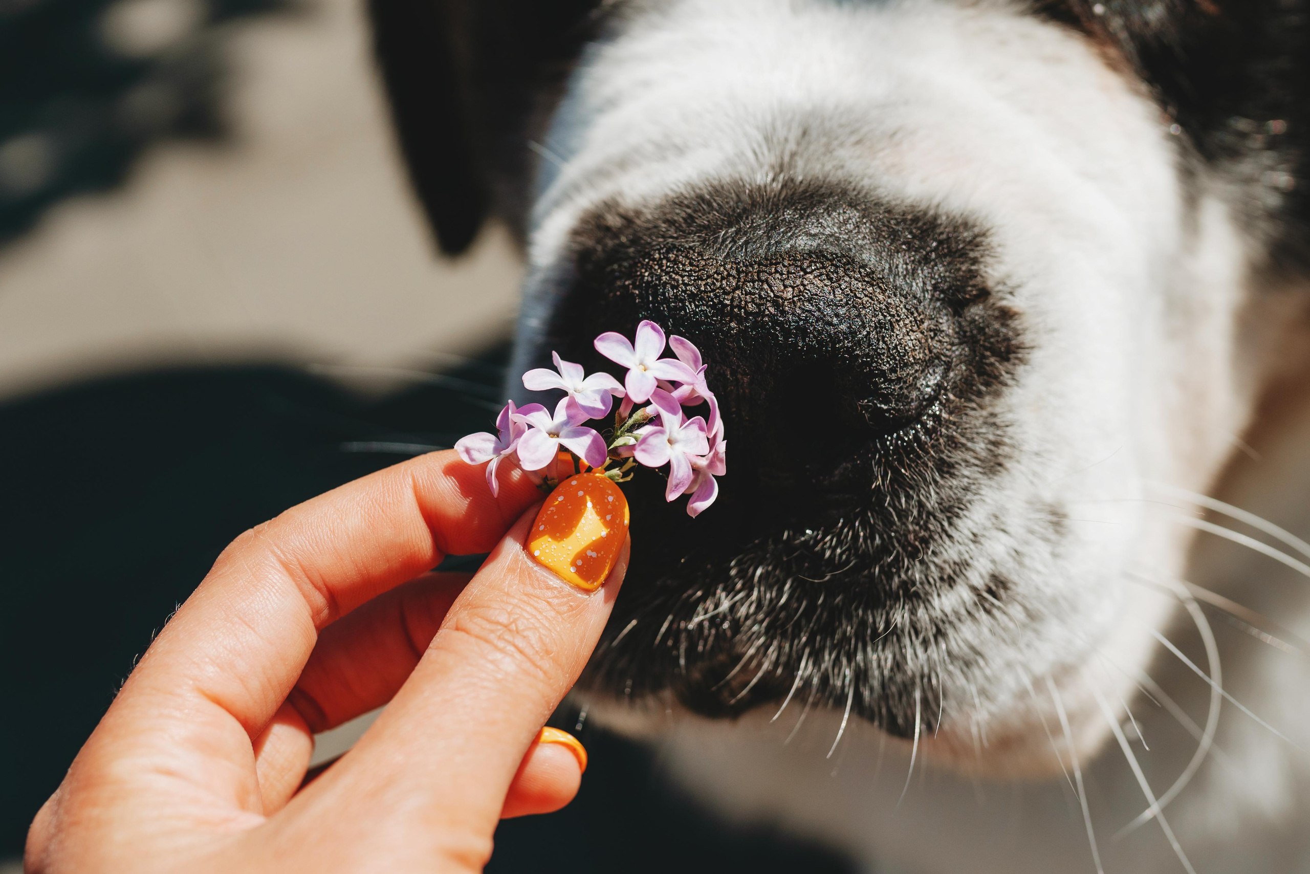 Оля, Молли и Эмми. Фотограф анималист Осипчикова Мария