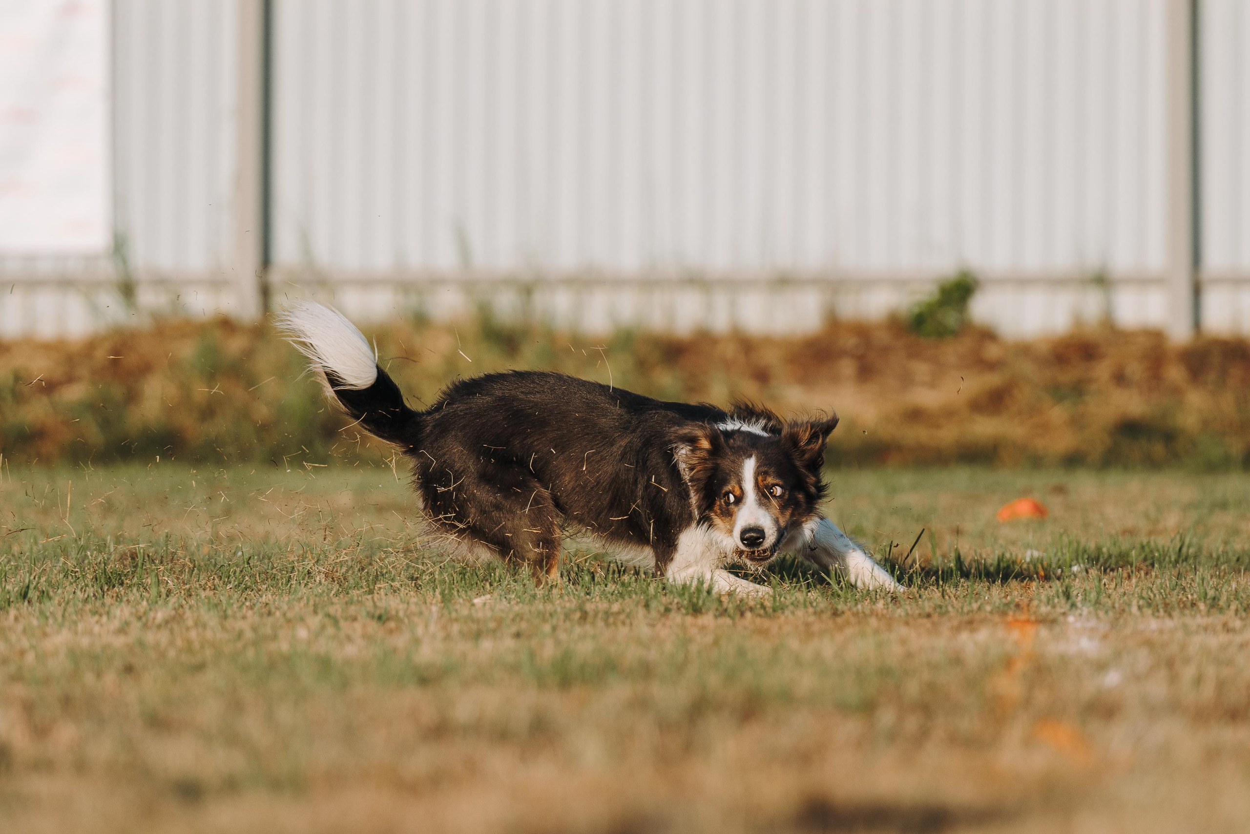 Фрисби игры UpDog. Фотограф анималист Осипчикова Мария