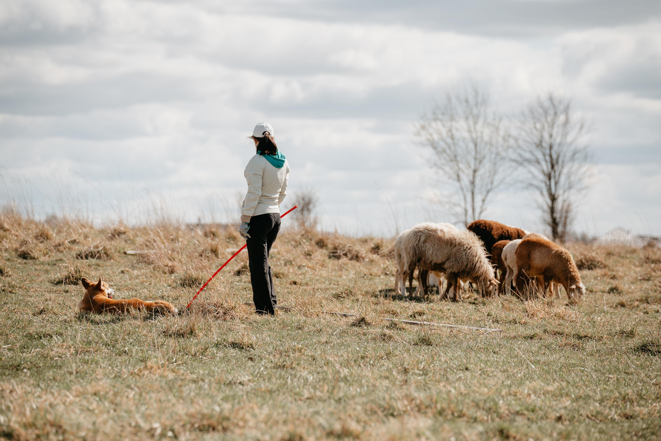 Пастушья служба. Фотограф анималист Осипчикова Мария
