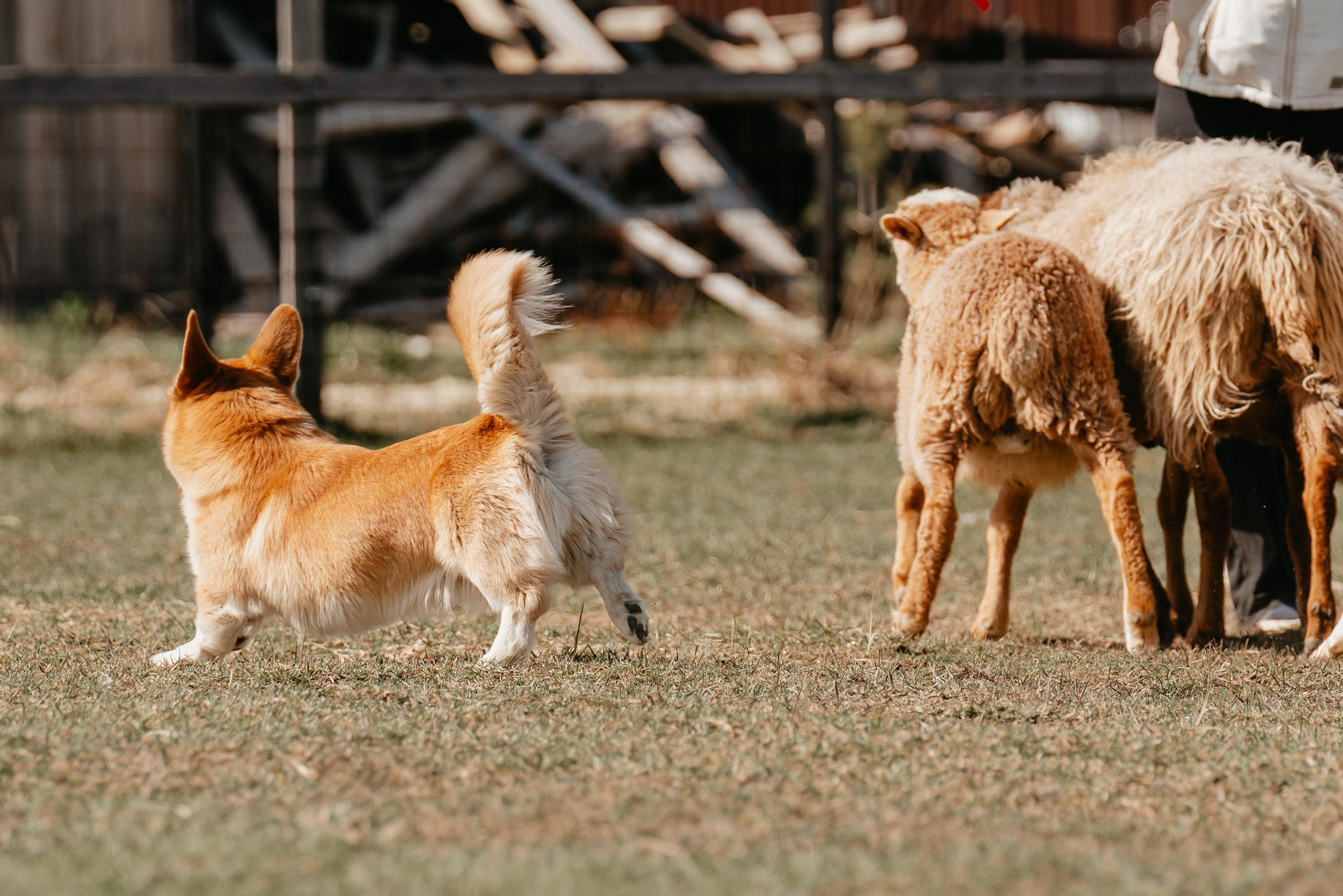 Пастушья служба. Фотограф анималист Осипчикова Мария